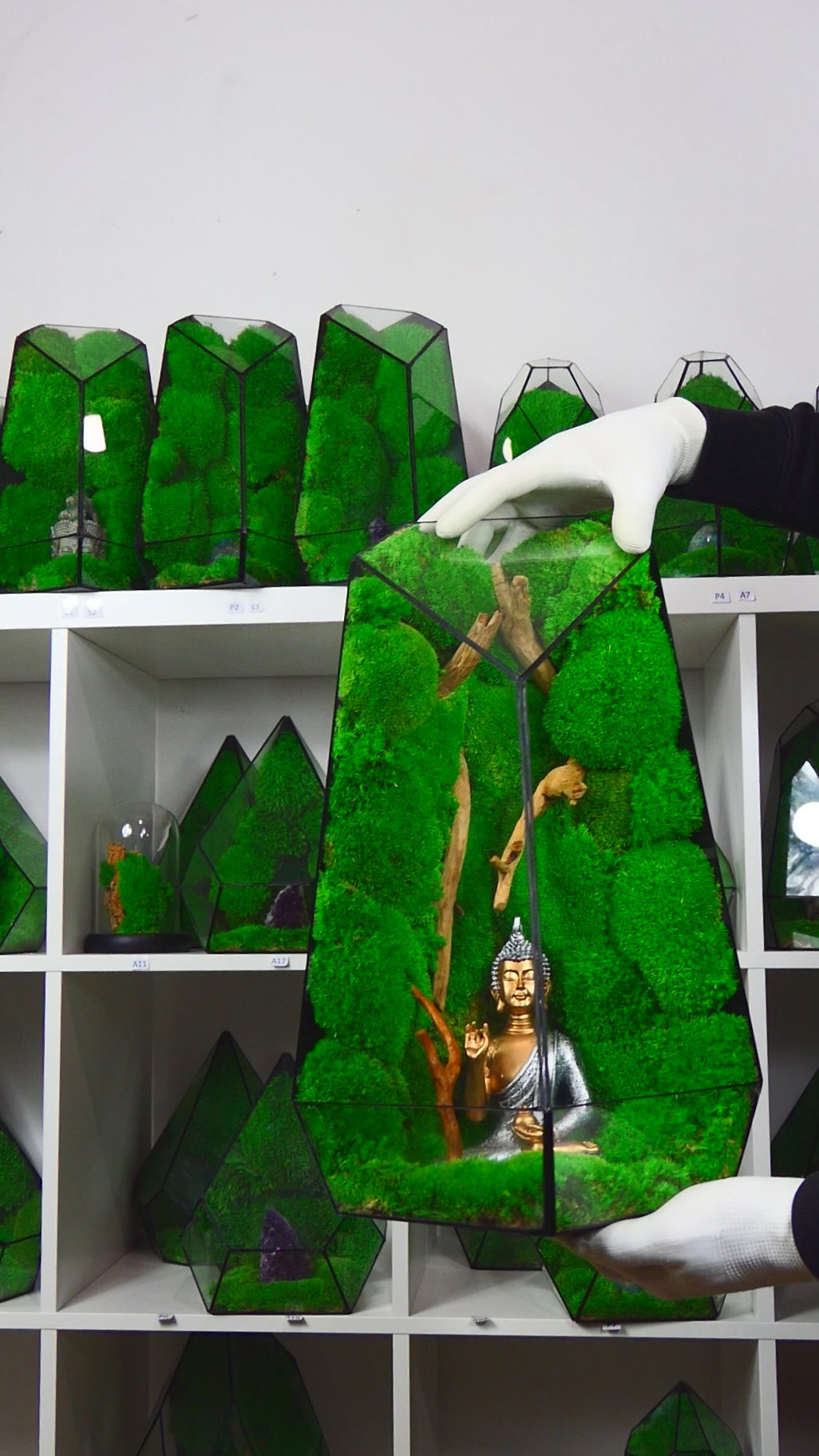 "Forest" Terrarium Gigante T-79 🌱 terrario di vetro terrario piante terrario