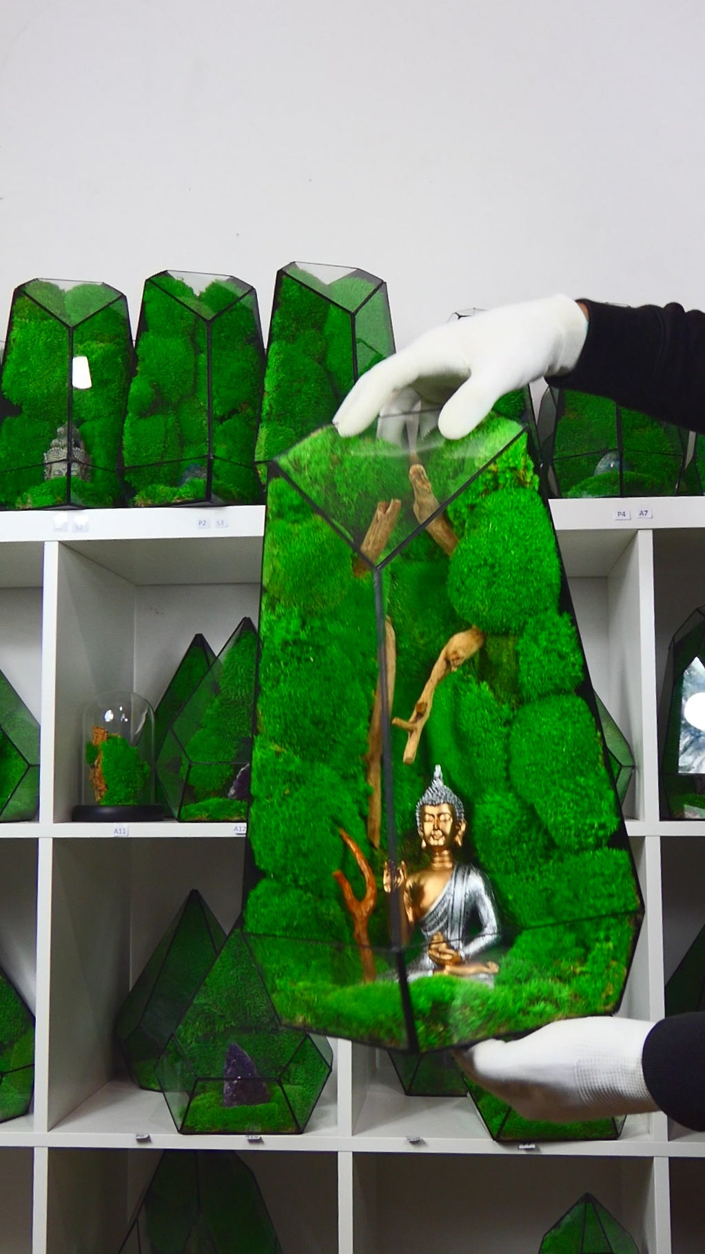 "Forest" Terrarium Gigante T-79 🌱 terrario di vetro terrario piante terrario