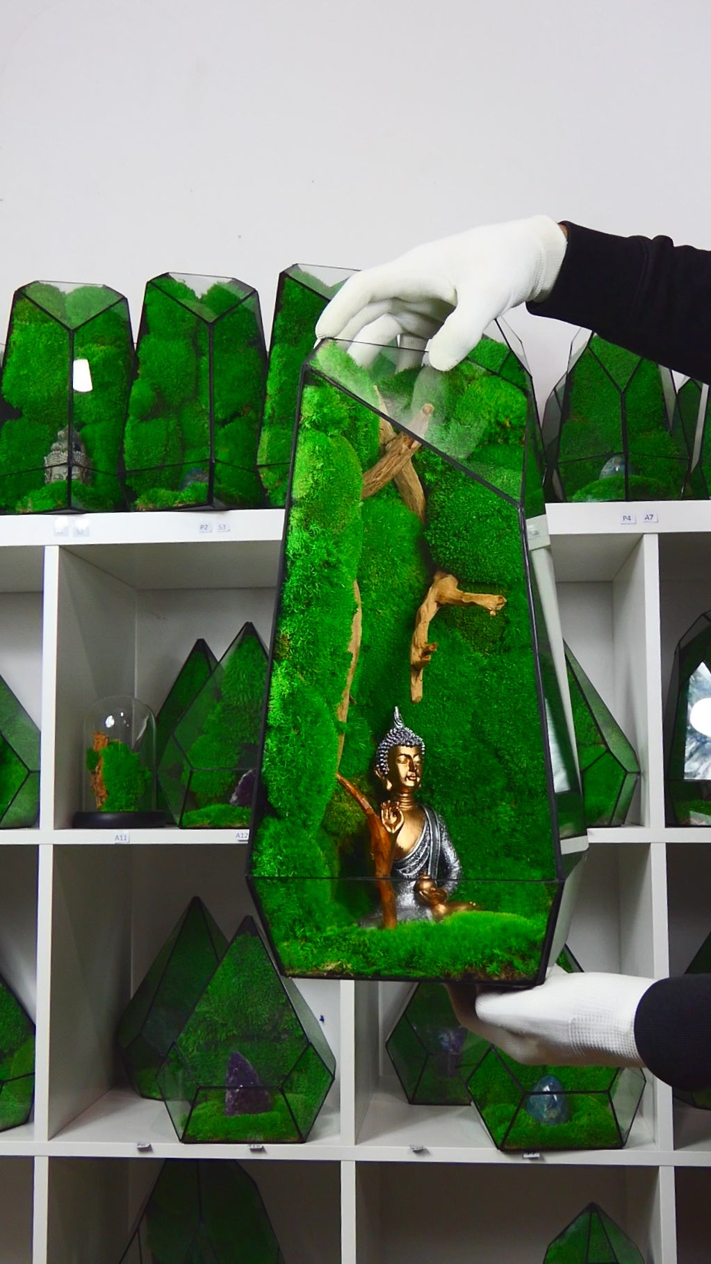 "Forest" Terrarium Gigante T-79 🌱 terrario di vetro terrario piante terrario