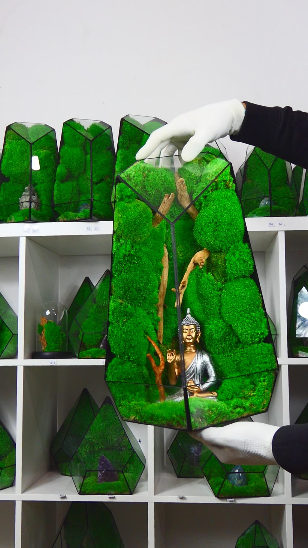 "Forest" Terrarium Gigante T-79 🌱 terrario di vetro terrario piante terrario