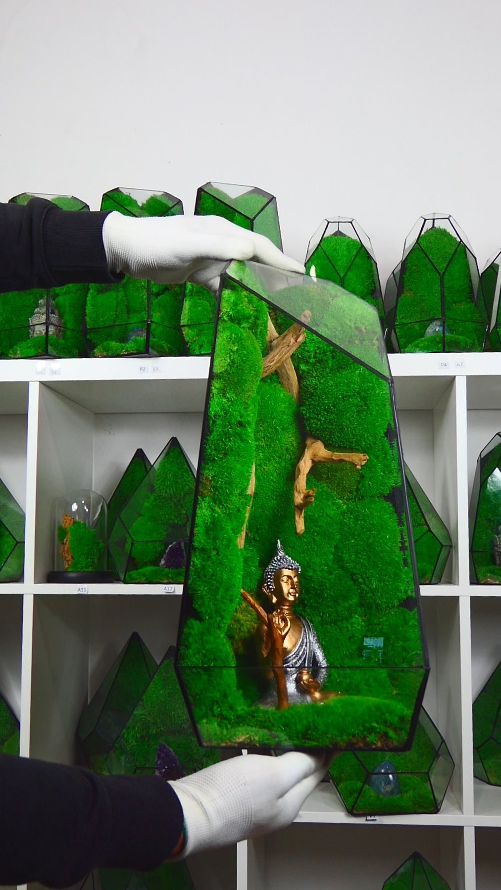 "Forest" Terrarium Gigante T-79 🌱 terrario di vetro terrario piante terrario