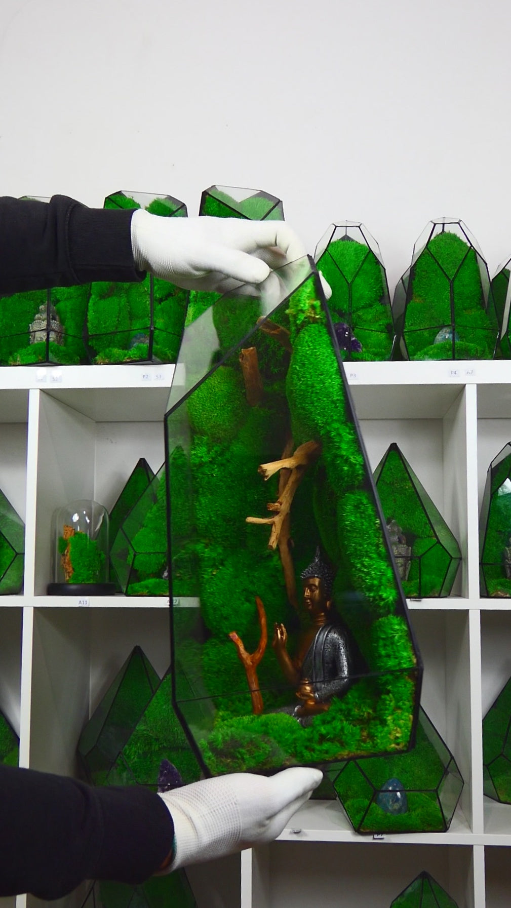 "Forest" Terrarium Gigante T-79 🌱 terrario di vetro terrario piante terrario