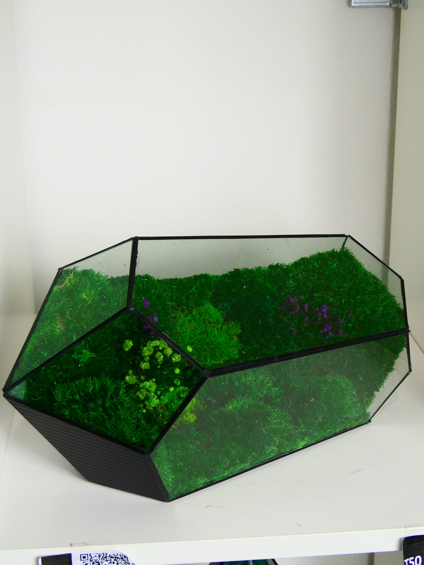 Terrarium T-151 🌱 terrario di vetro terrario piante terrario