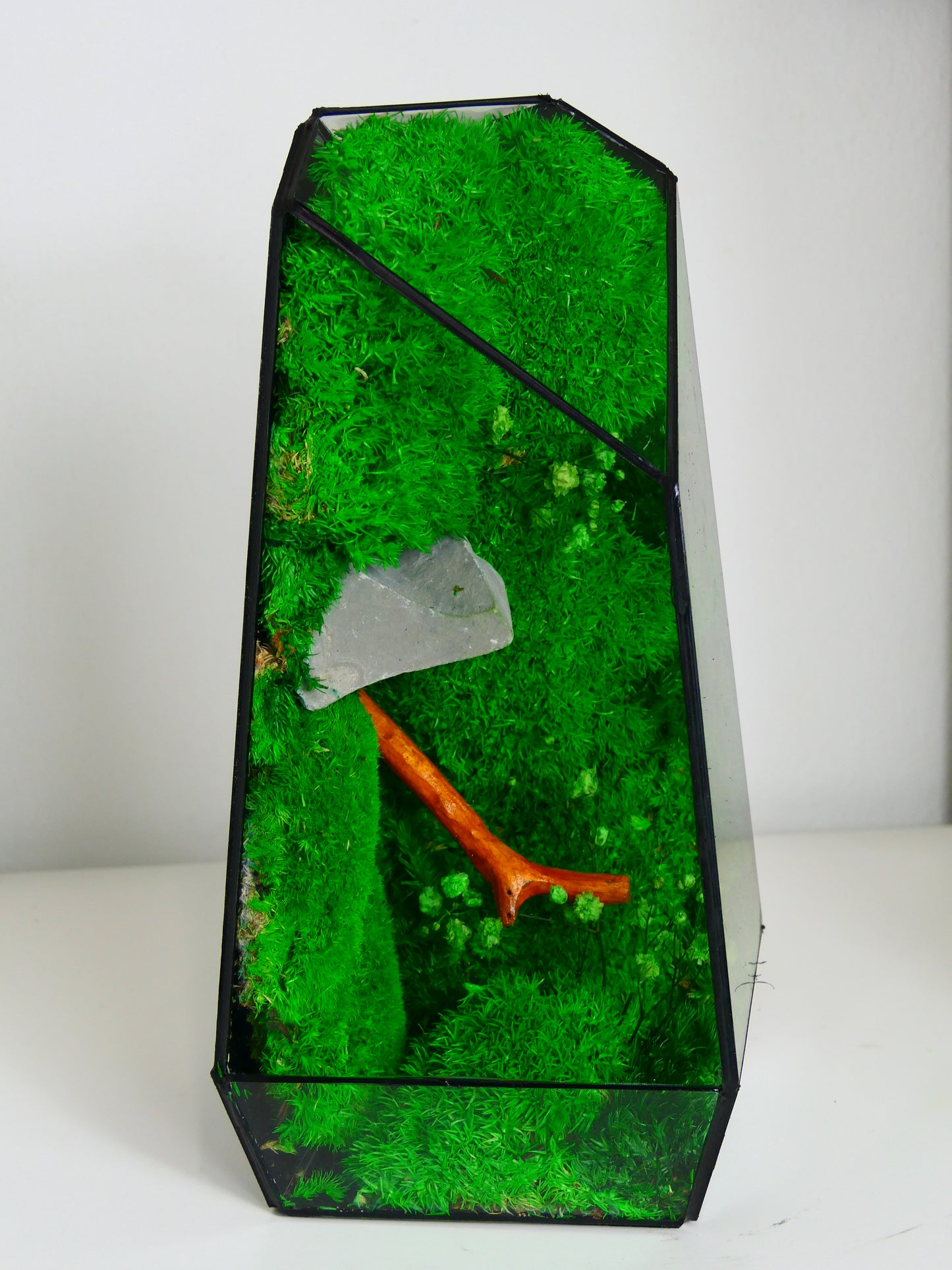 Terrarium T-150 🌱 terrario di vetro terrario piante terrario