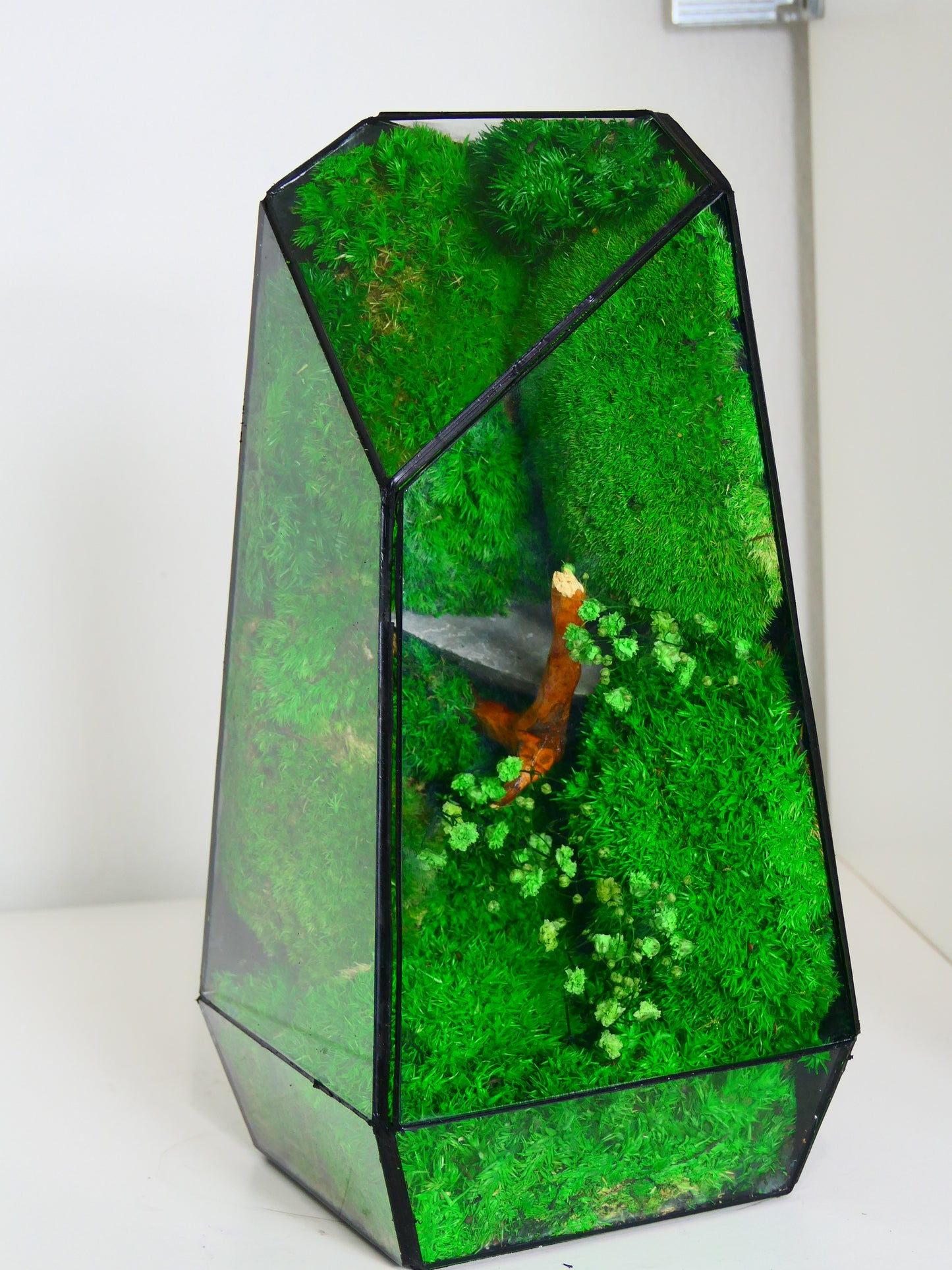 Terrarium T-149 🌱 terrario di vetro terrario piante terrario