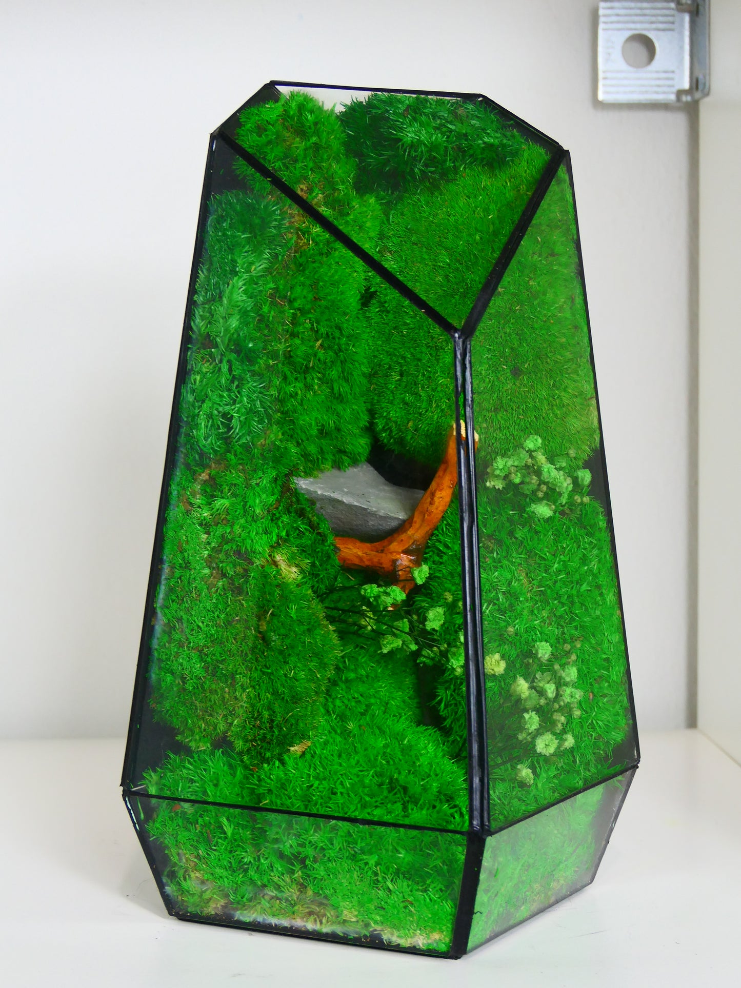 Terrarium T-149 🌱 terrario di vetro terrario piante terrario