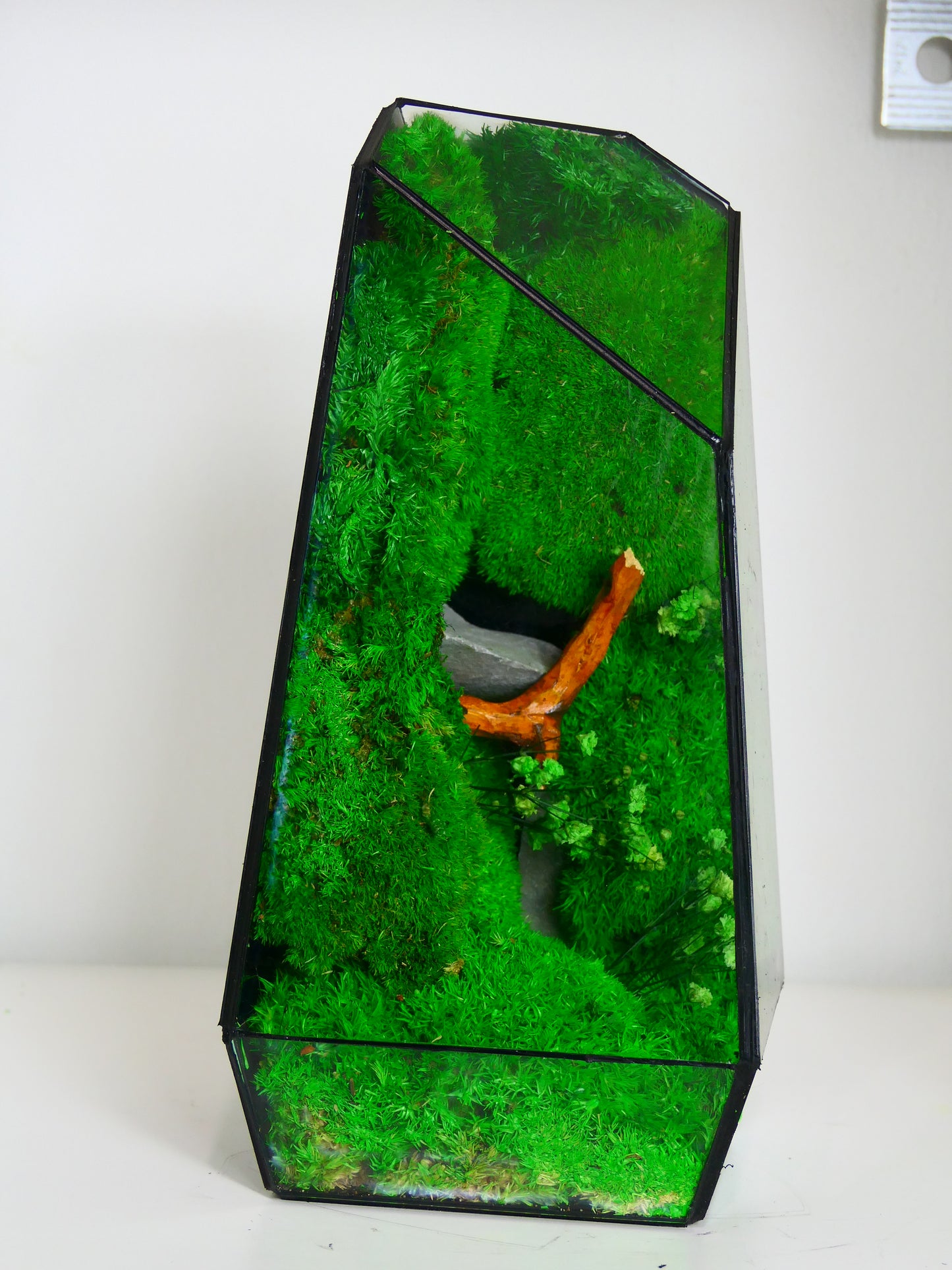 Terrarium T-149 🌱 terrario di vetro terrario piante terrario