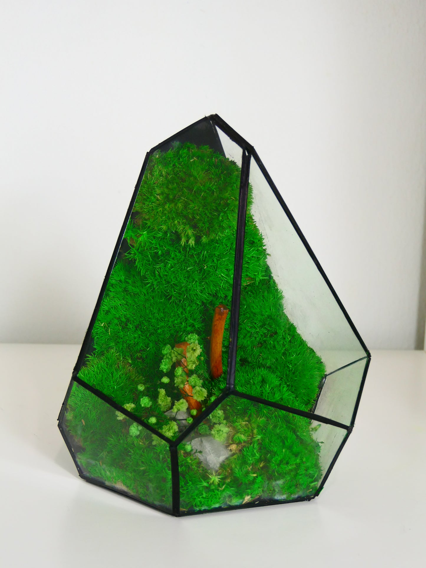 Terrarium T-139 🌱 terrario di vetro terrario piante terrario