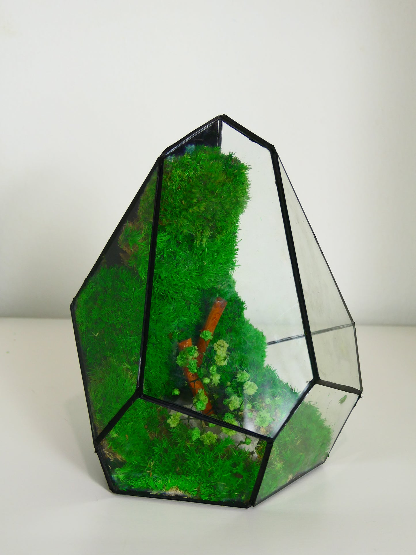Terrarium T-139 🌱 terrario di vetro terrario piante terrario