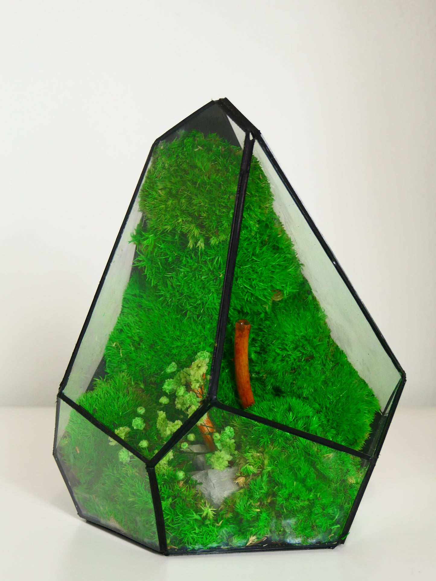 Terrarium T-139 🌱 terrario di vetro terrario piante terrario