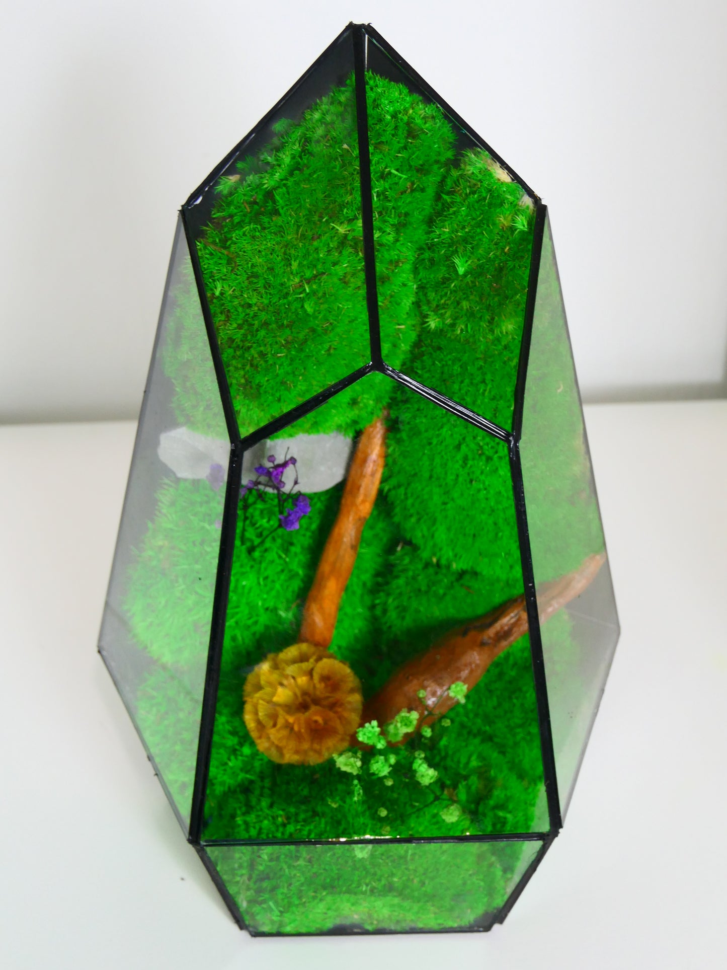 Terrarium T-134 🌱 terrario di vetro terrario piante terrario