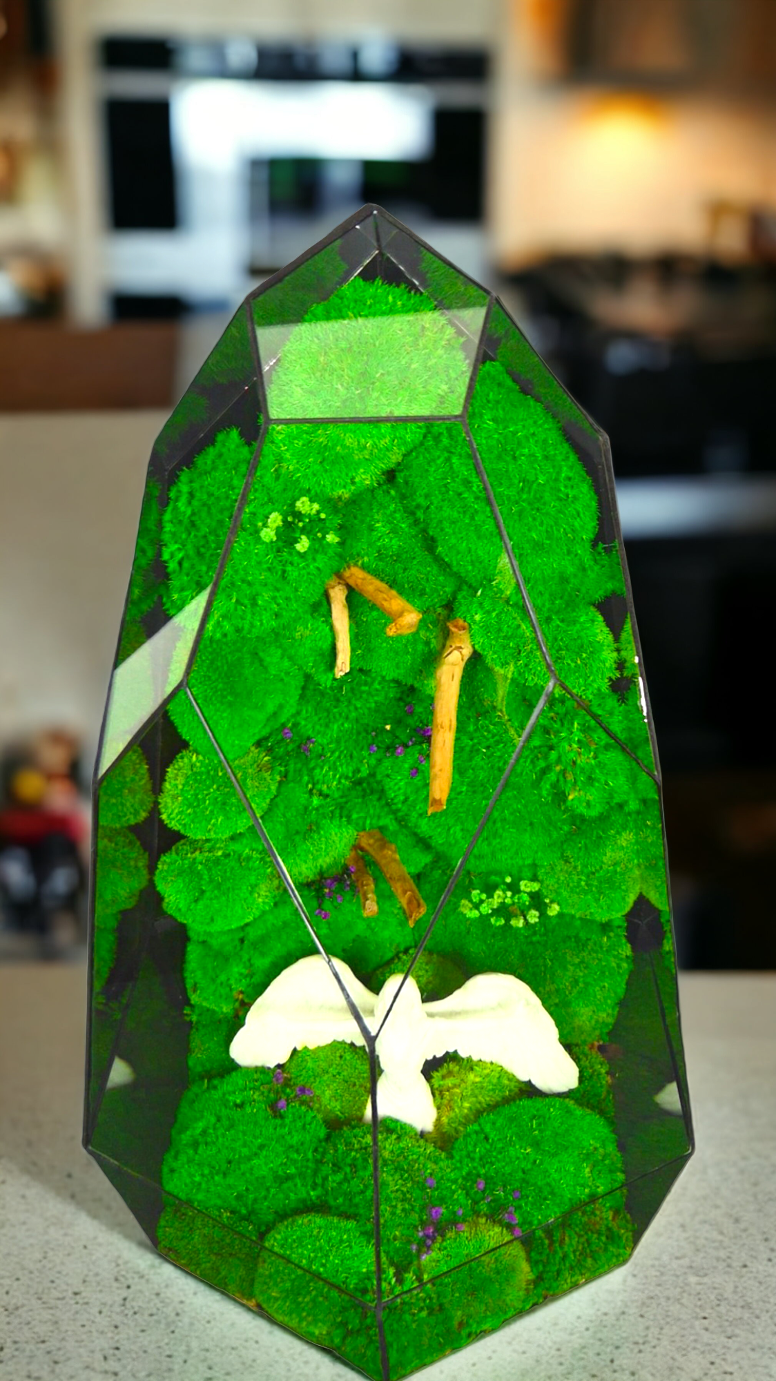 La foresta degli angeli "T-81 🌱 Edizione limitata "Gigante". terrario di vetro terrario piante terrario
