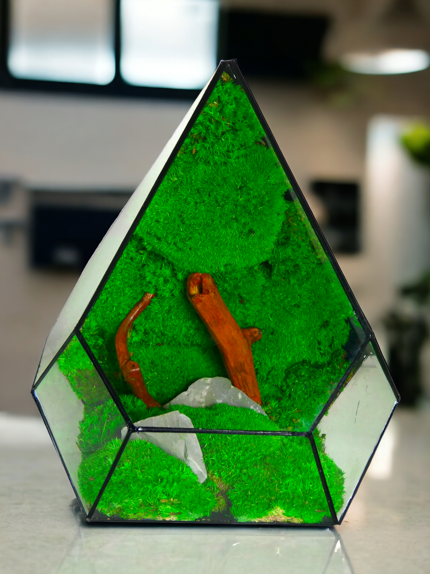 Terrarium T-142 🌱 terrario di vetro terrario piante terrario