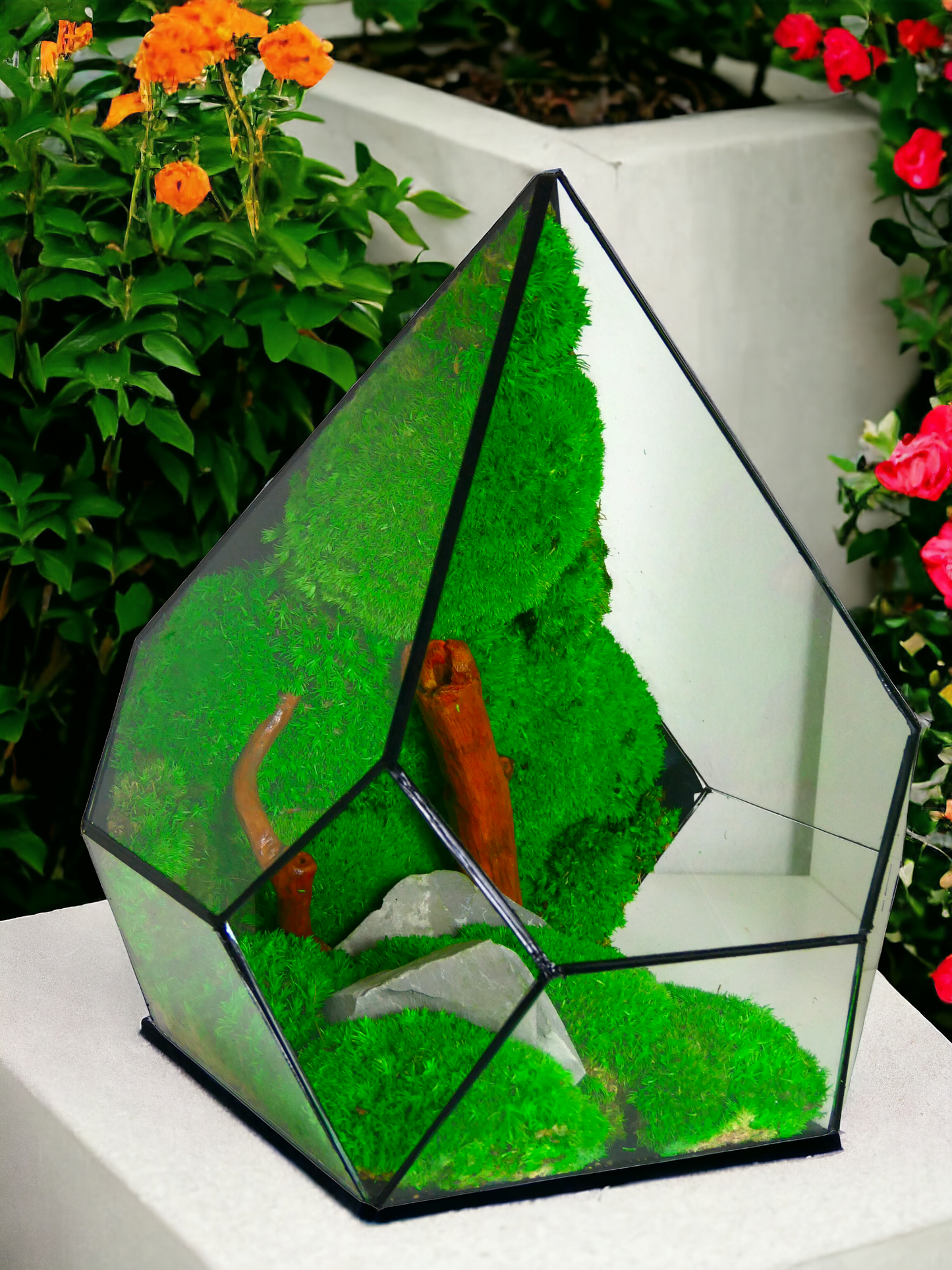 Terrarium T-142 🌱 terrario di vetro terrario piante terrario