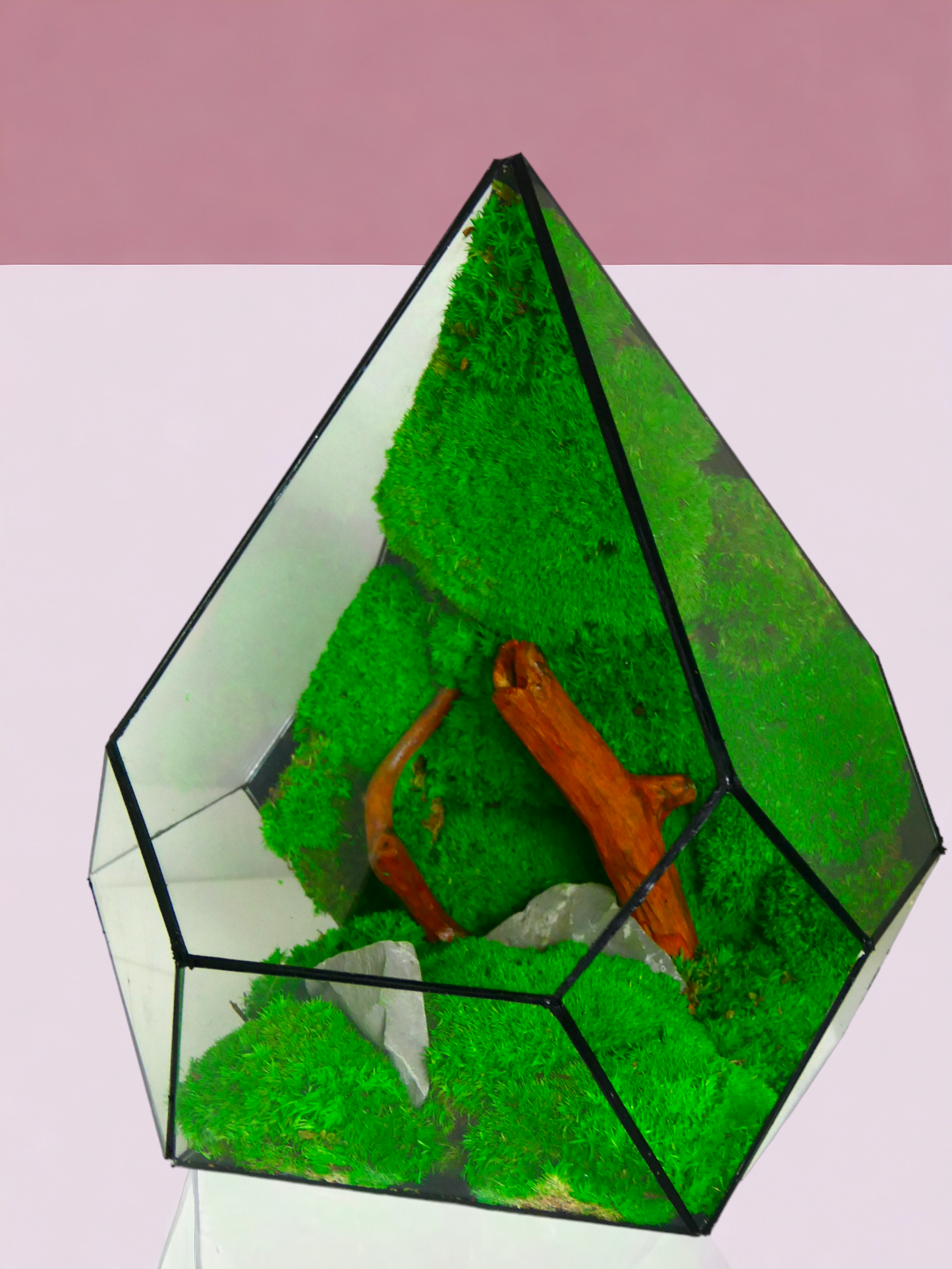Terrarium T-142 🌱 terrario di vetro terrario piante terrario