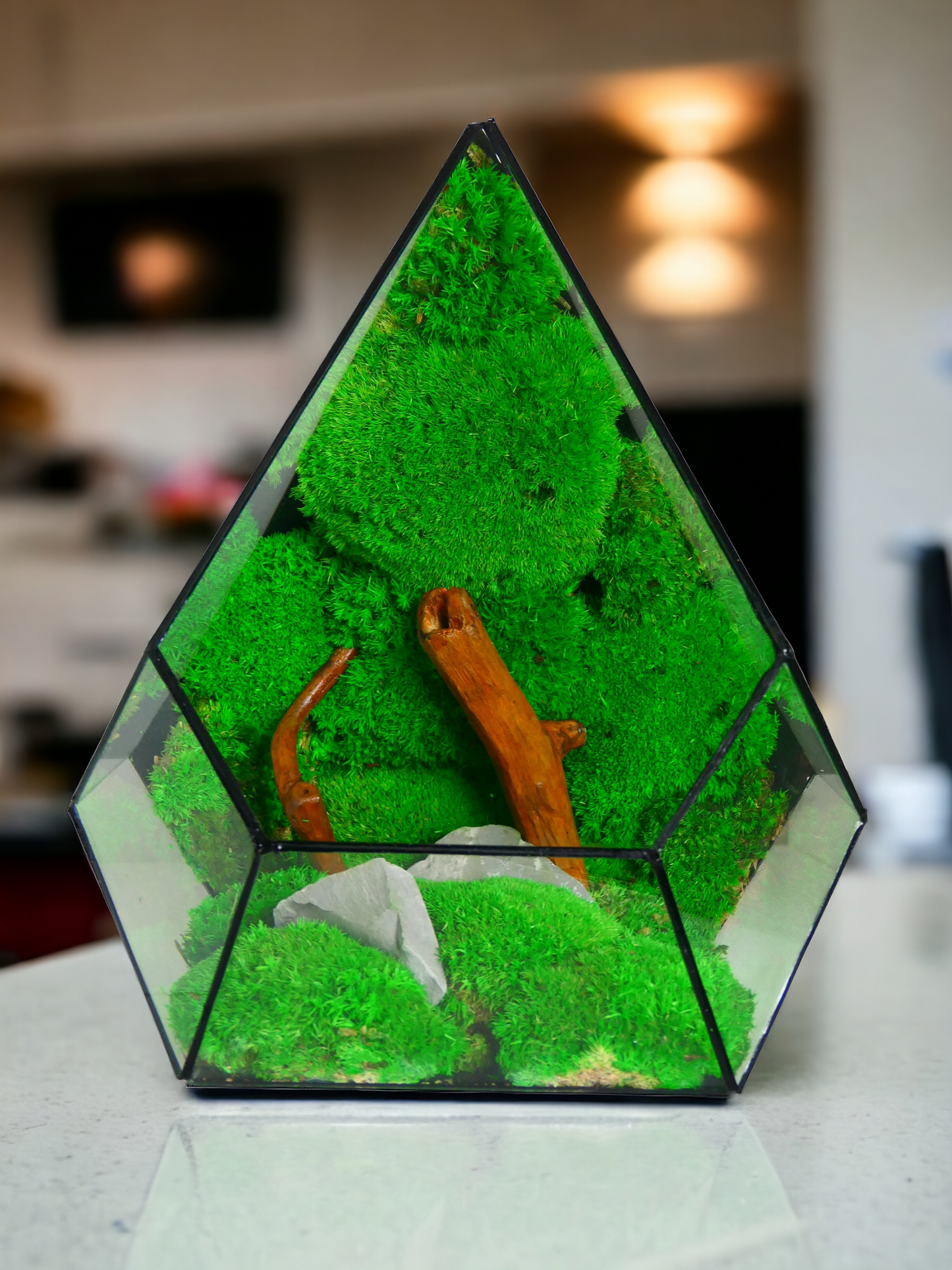 Terrarium T-142 🌱 terrario di vetro terrario piante terrario