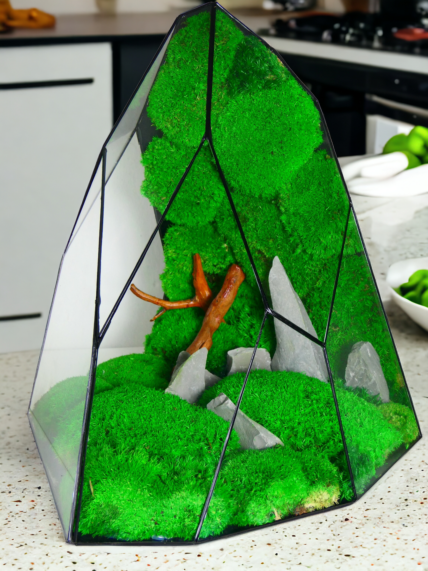Terrarium T-144 🌱 terrario di vetro terrario piante terrario