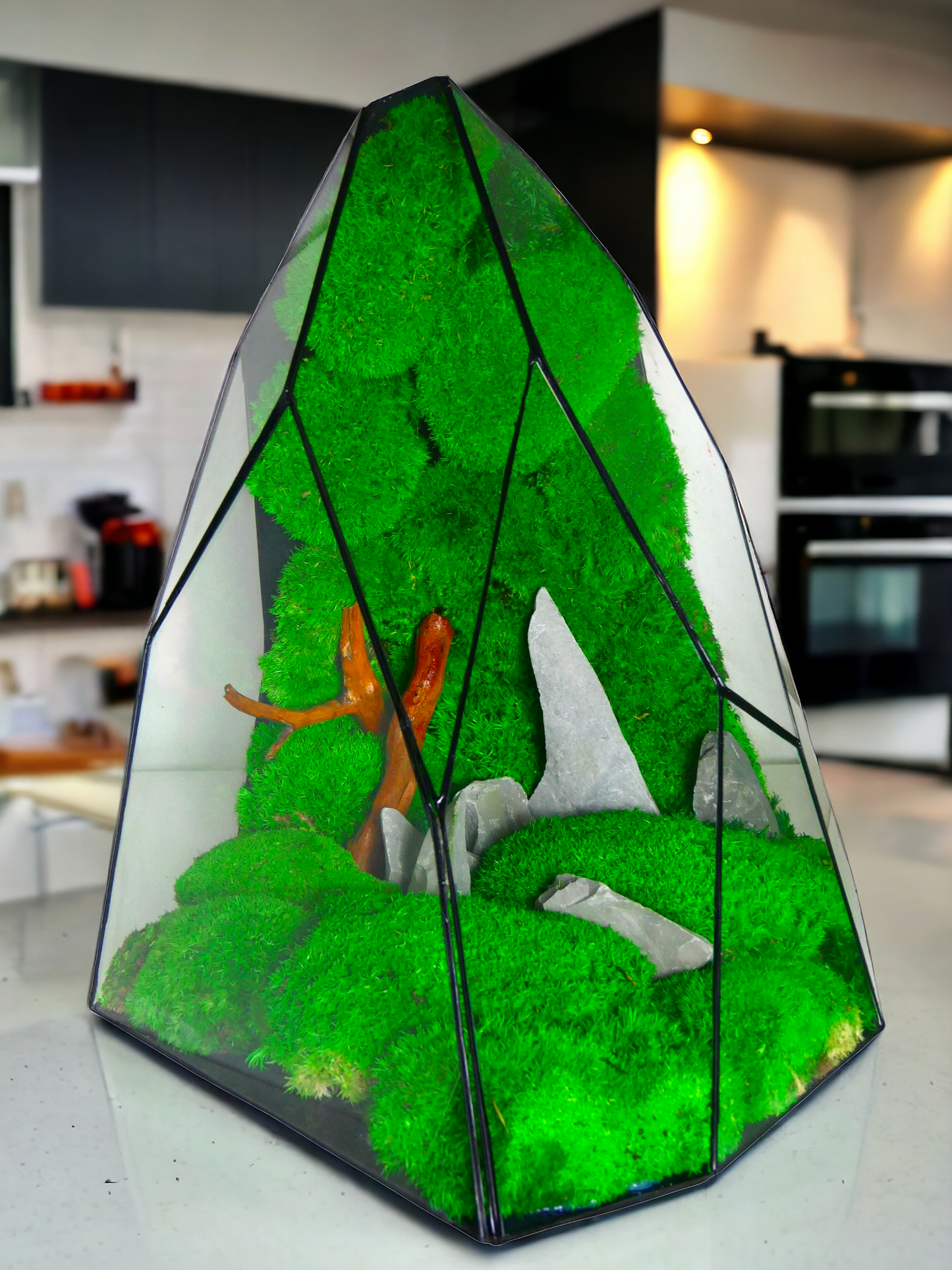 Terrarium T-144 🌱 terrario di vetro terrario piante terrario
