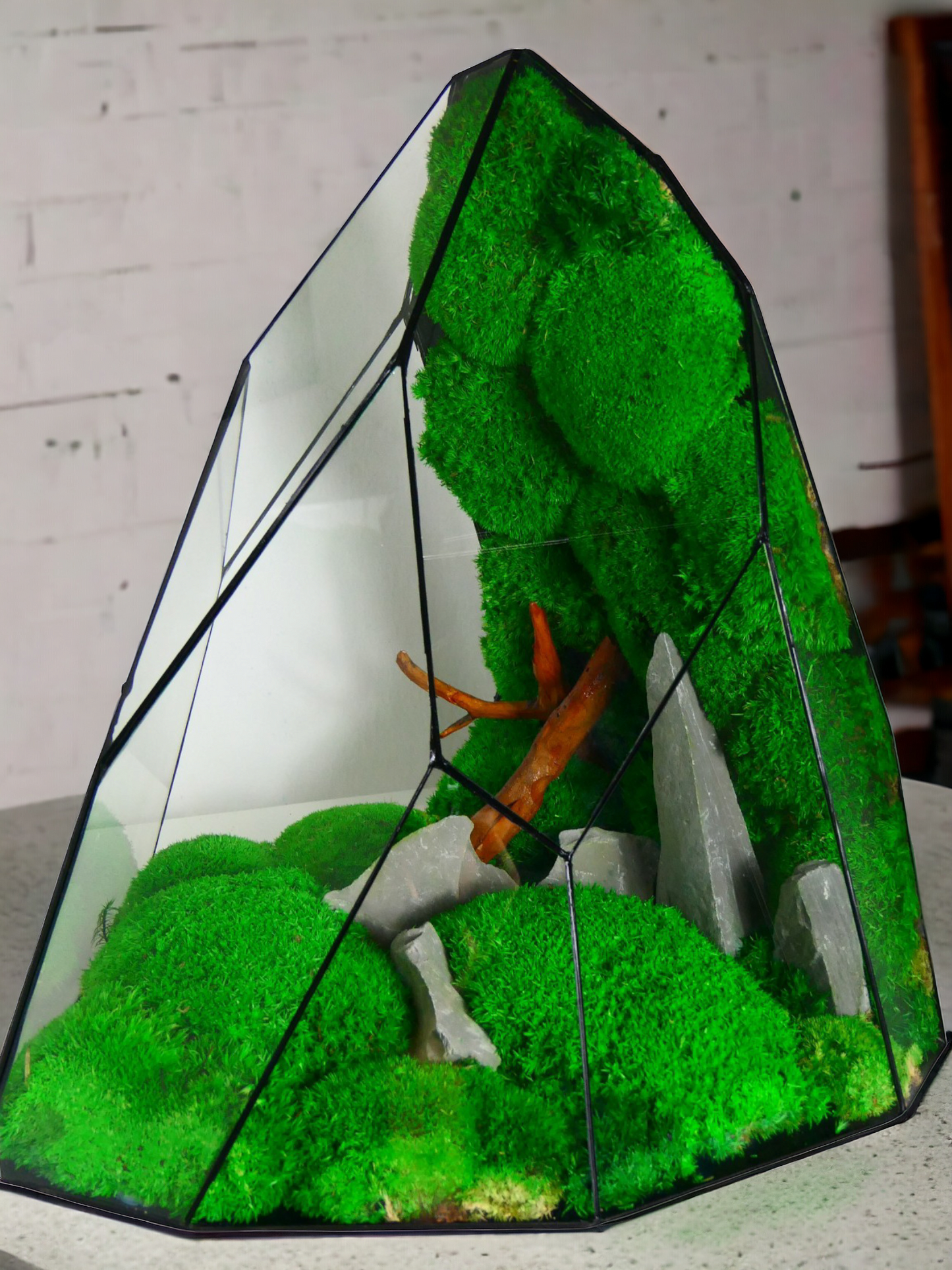 Terrarium T-144 🌱 terrario di vetro terrario piante terrario