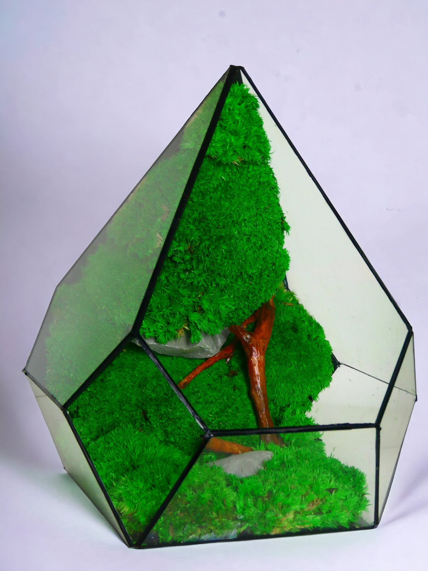 Terrarium T-147🌱 terrario di vetro terrario piante terrario