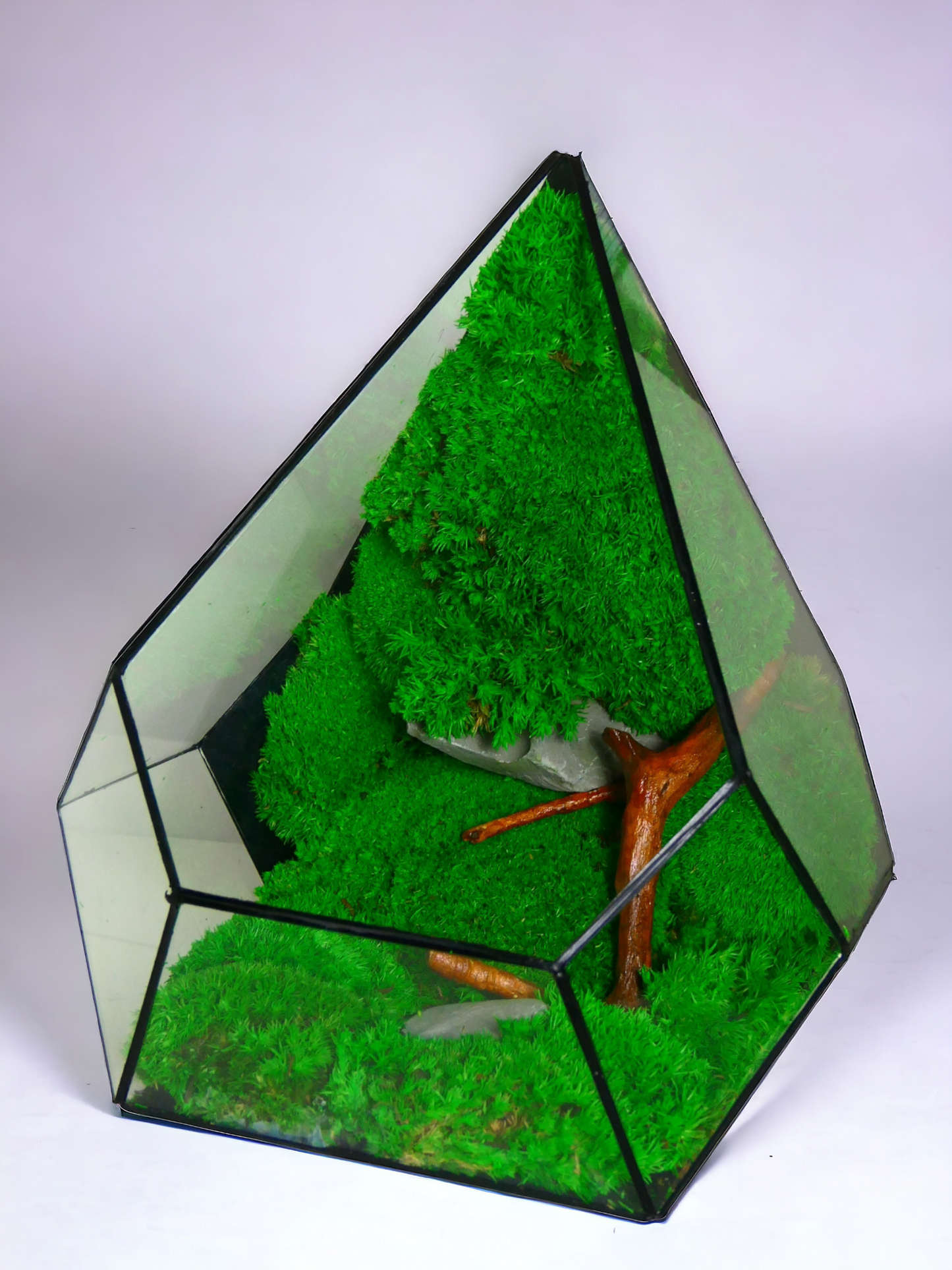 Terrarium T-147🌱 terrario di vetro terrario piante terrario