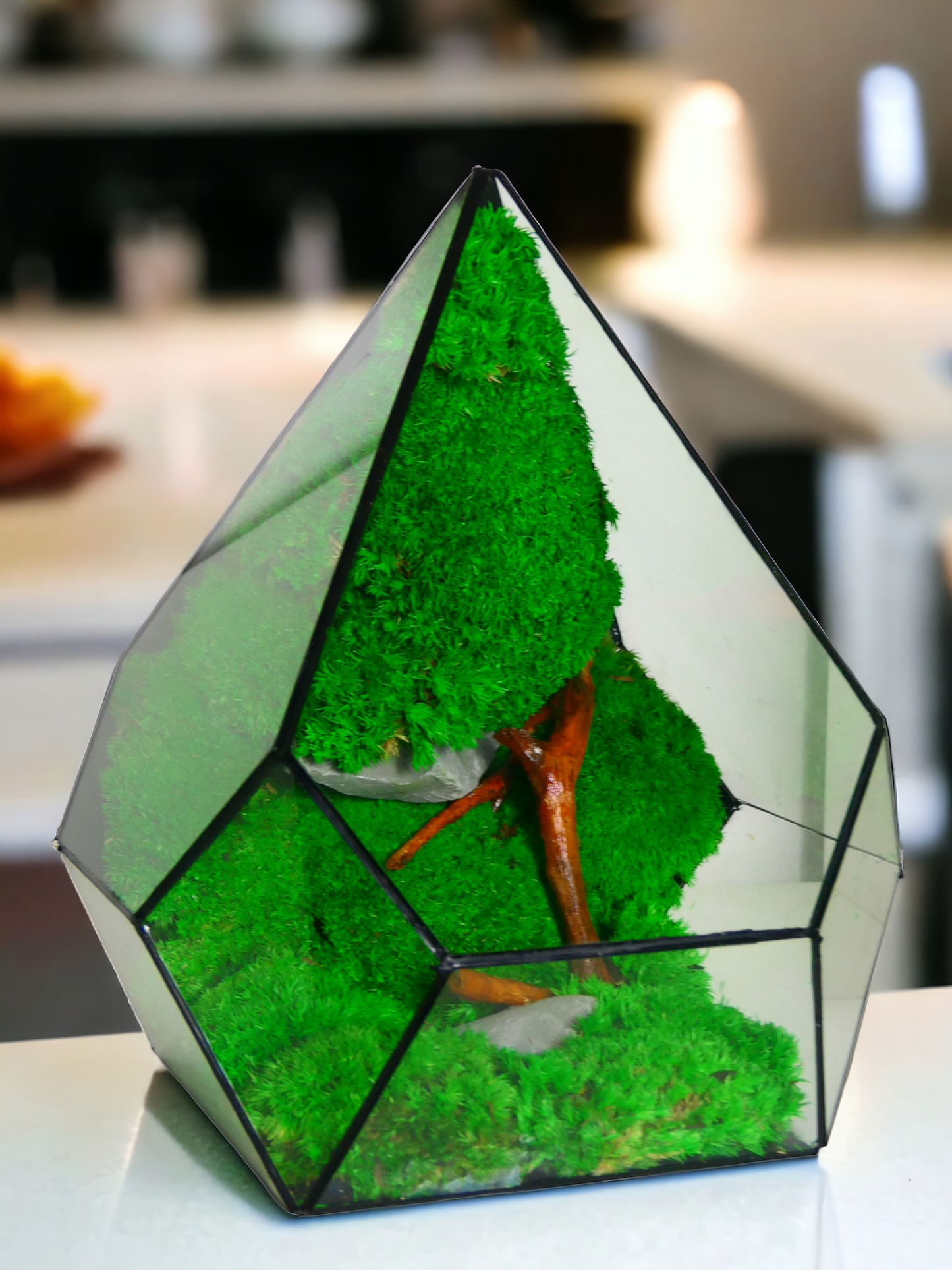 Terrarium T-147🌱 terrario di vetro terrario piante terrario