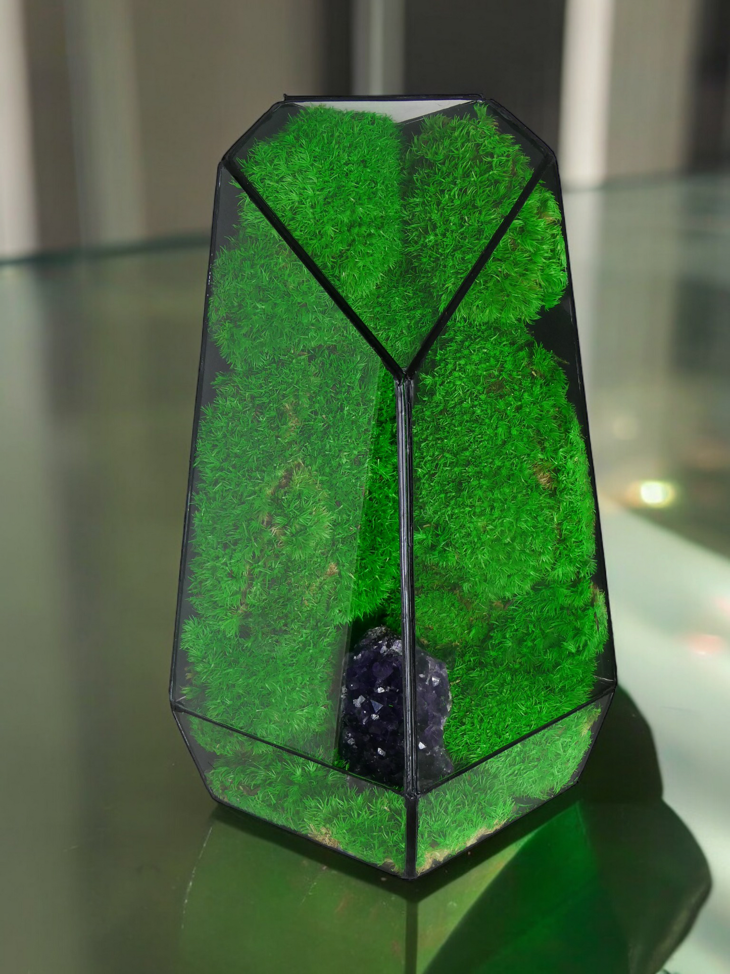 Terrarium A2 🌱 terrario di vetro terrario piante terrario