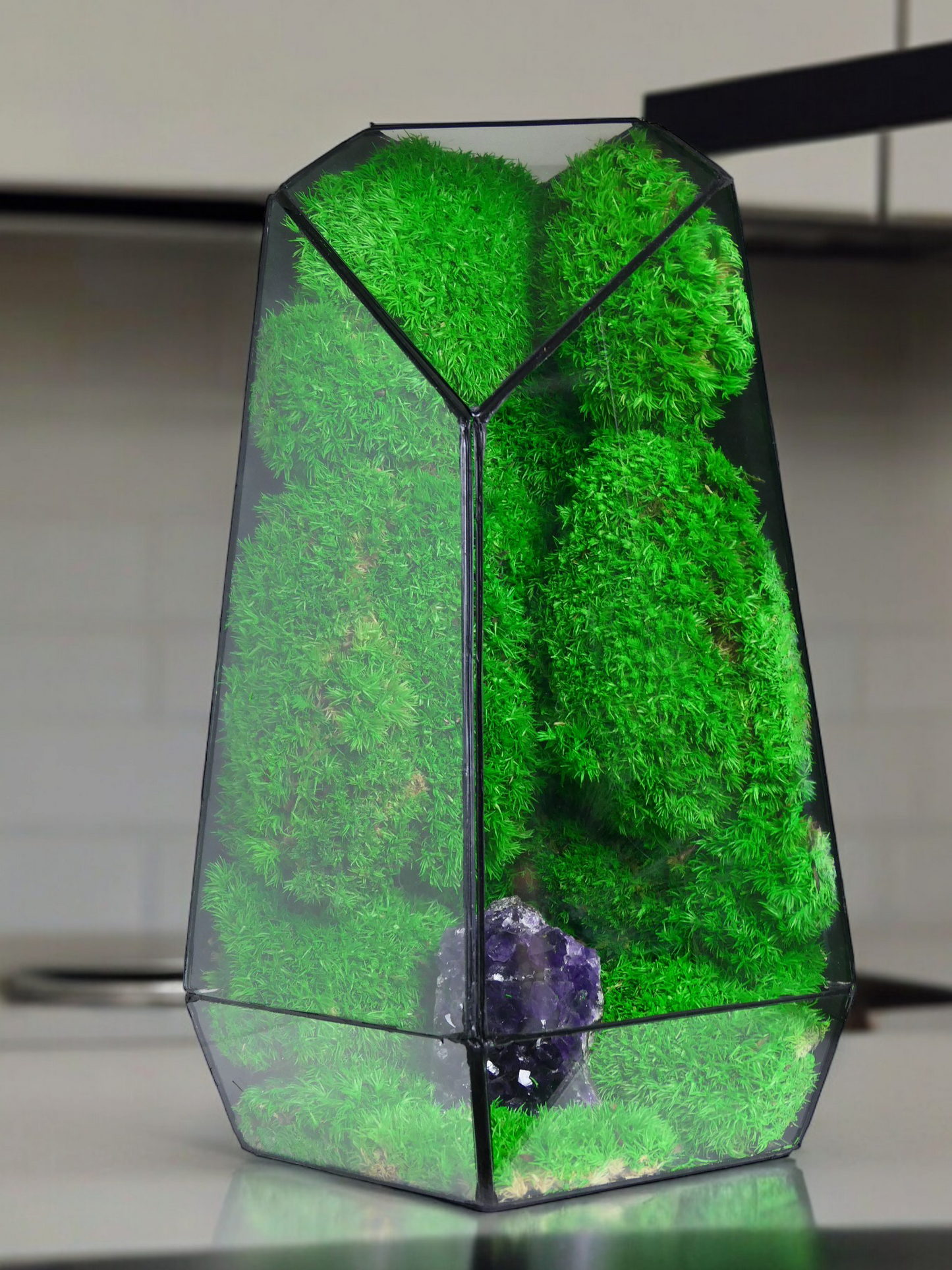 Terrarium A2 🌱 terrario di vetro terrario piante terrario