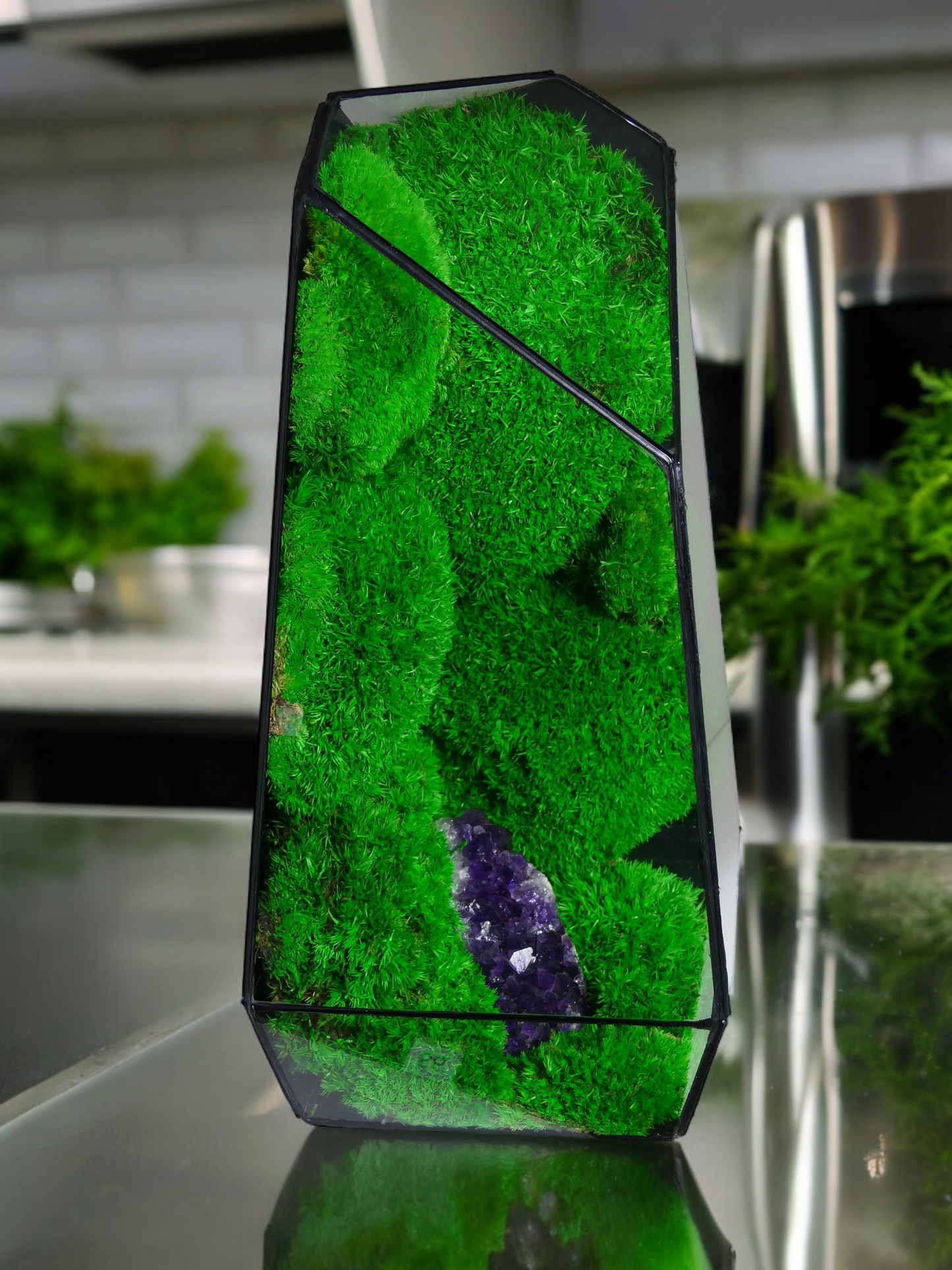 Terrarium A3 🌱 terrario di vetro terrario piante terrario