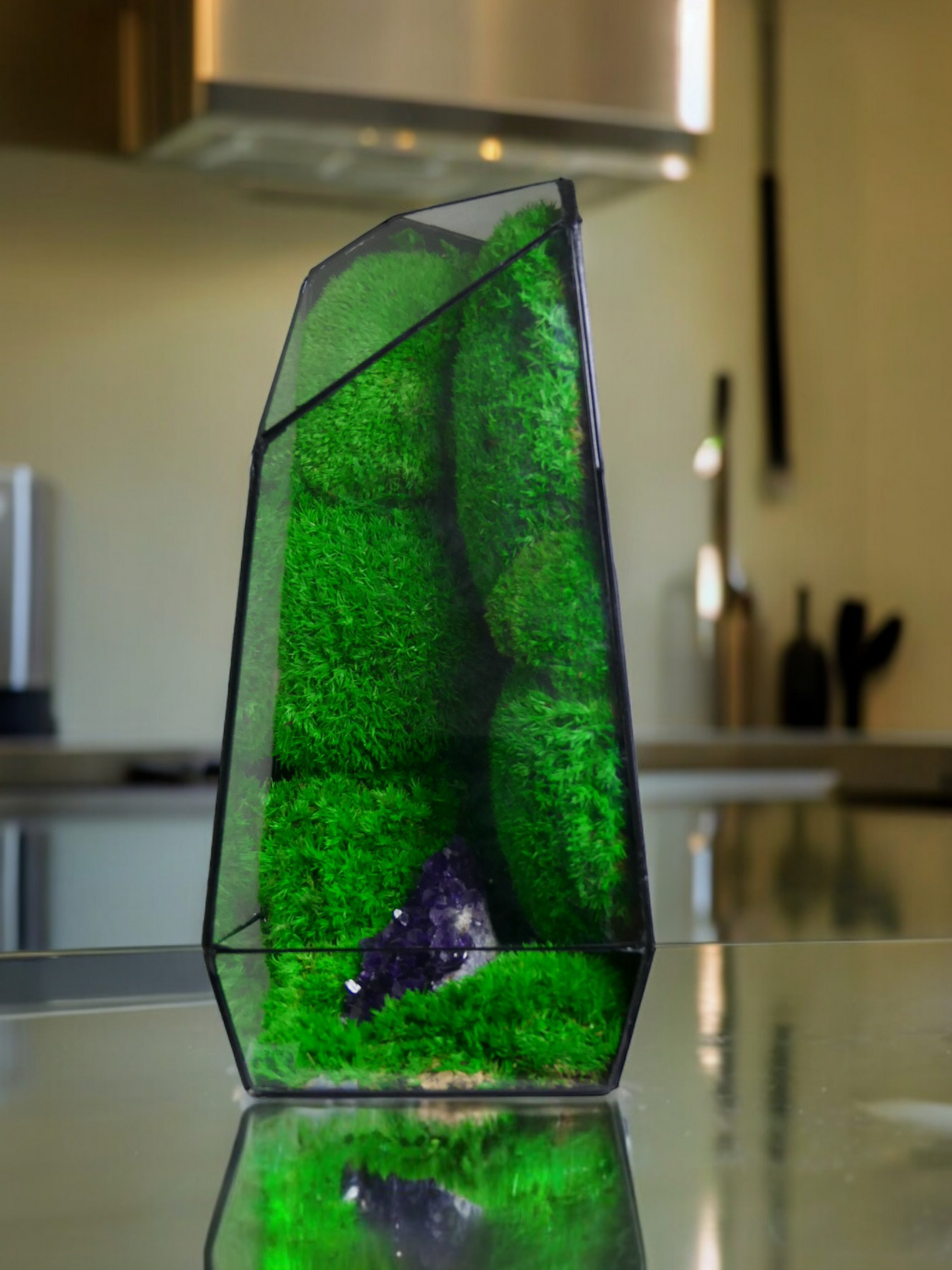 Terrarium A3 🌱 terrario di vetro terrario piante terrario