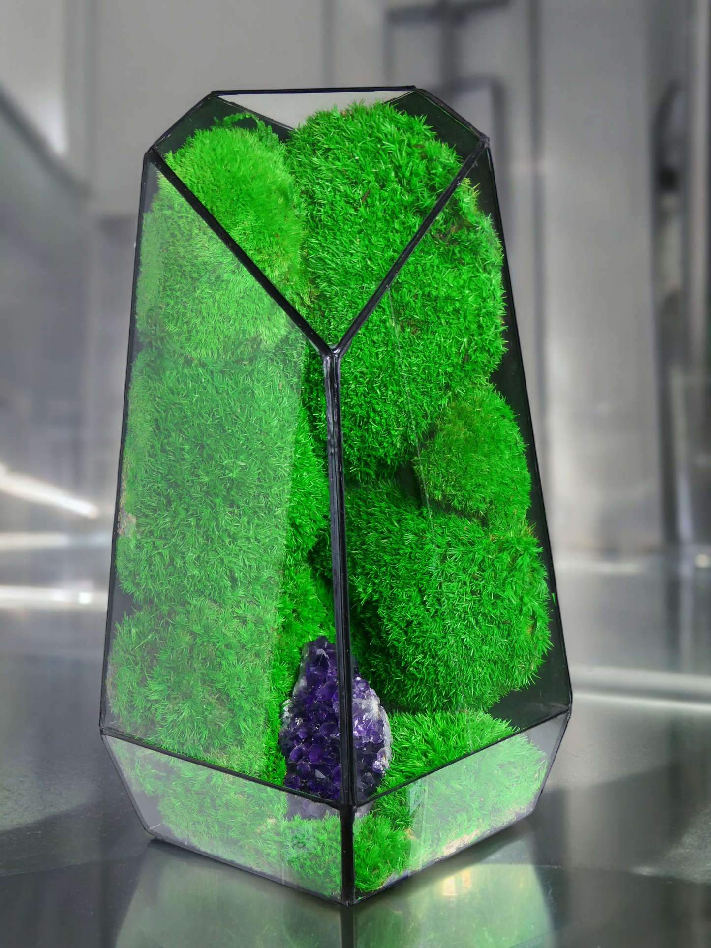 Terrarium A3 🌱 terrario di vetro terrario piante terrario