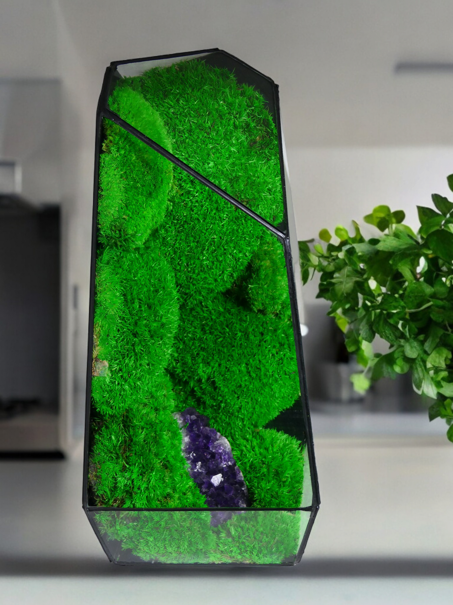 Terrarium A3 🌱 terrario di vetro terrario piante terrario