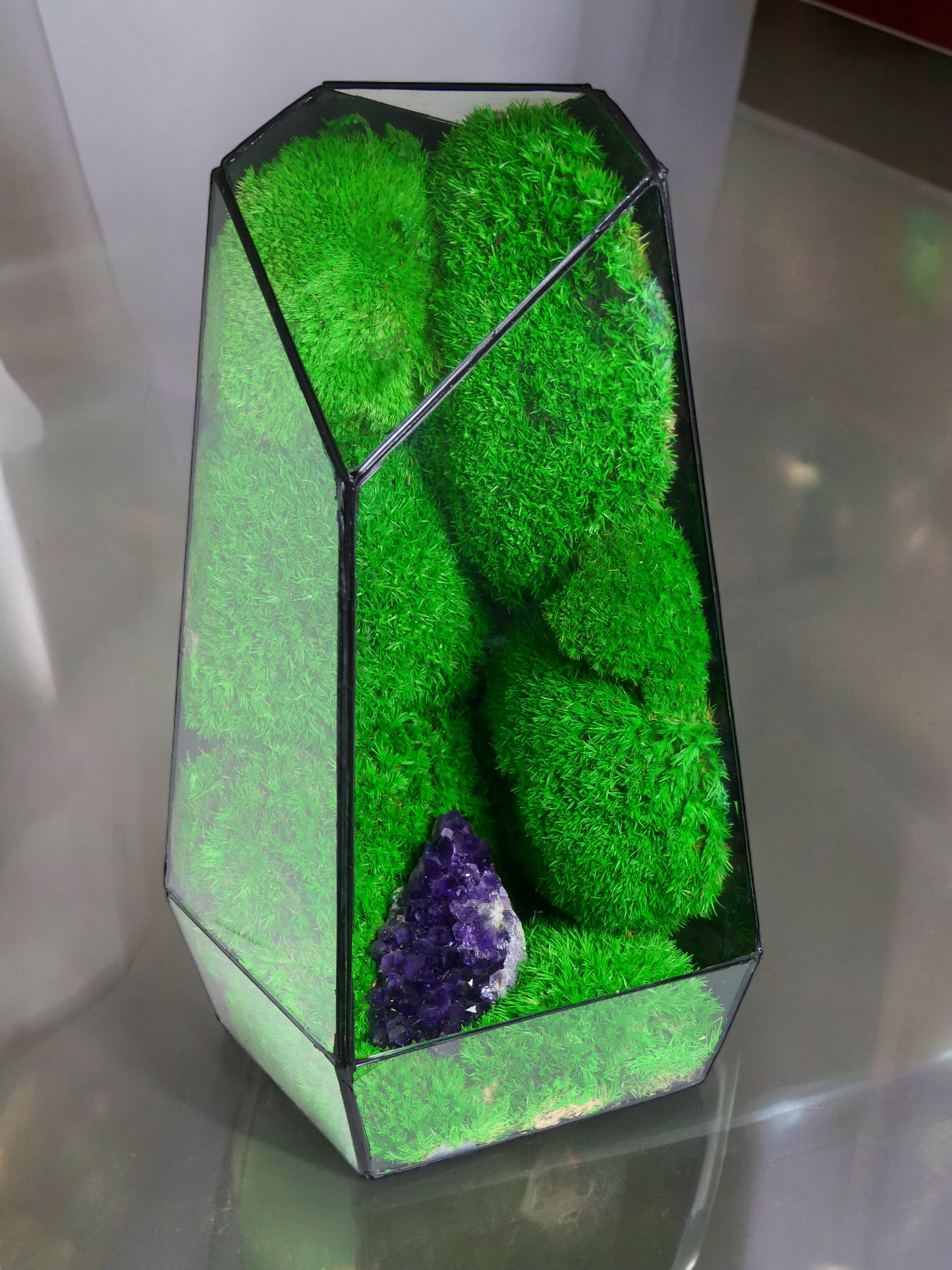 Terrarium A3 🌱 terrario di vetro terrario piante terrario