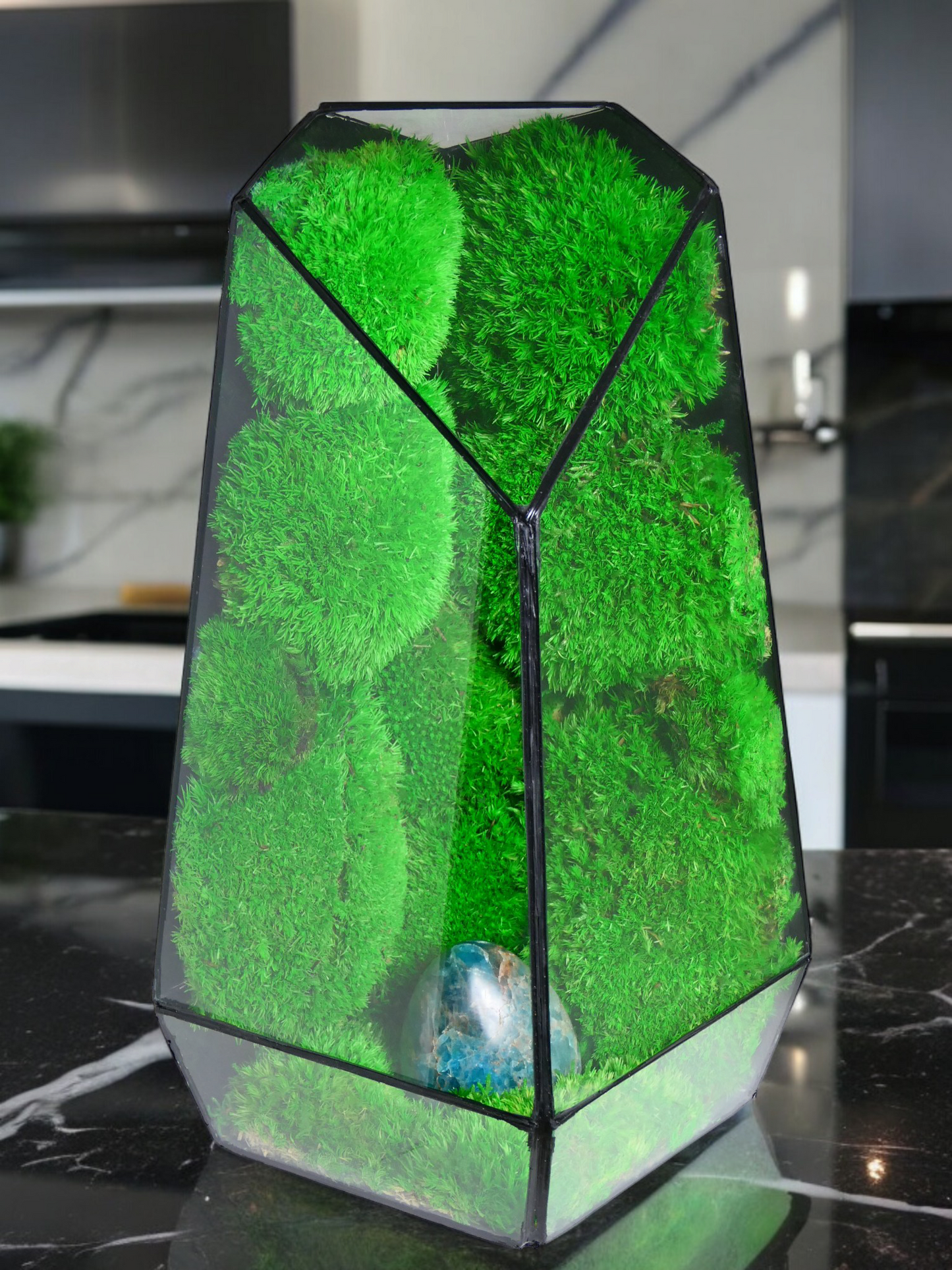 Terrarium P2 🌱 terrario di vetro terrario piante terrario