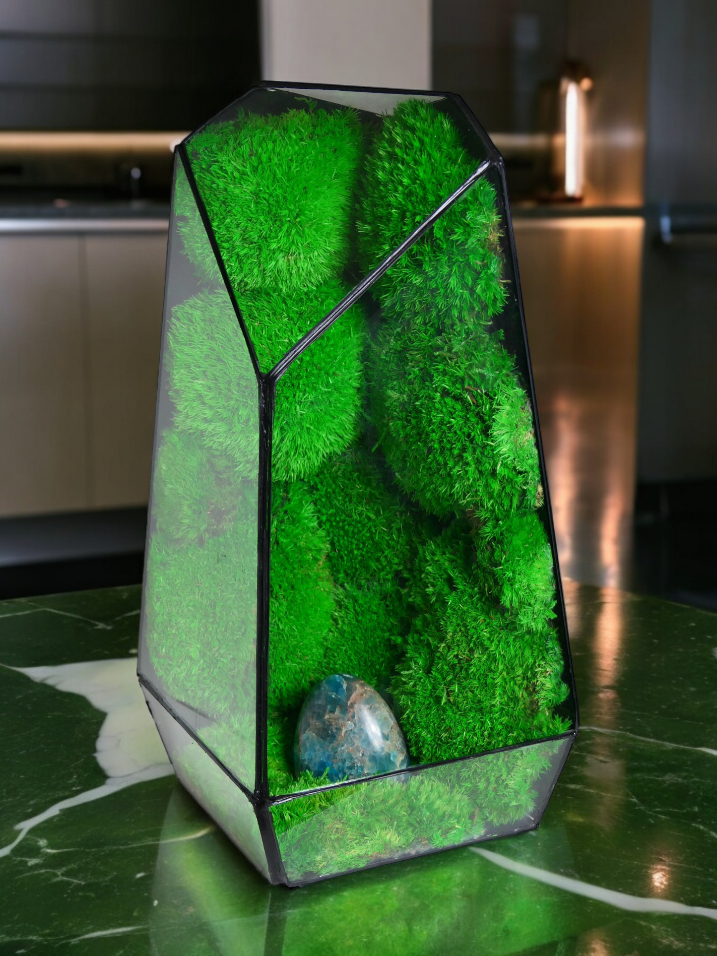 Terrarium P2 🌱 terrario di vetro terrario piante terrario
