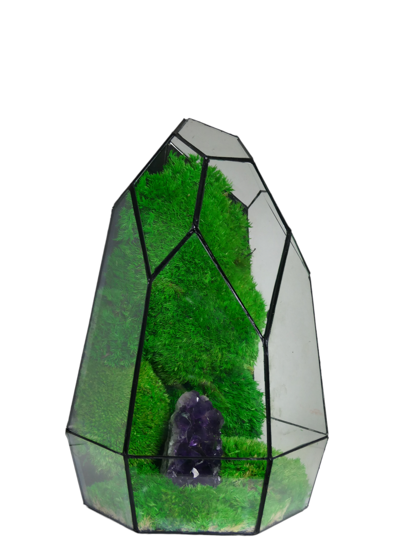 Terrarium A7 🌱 terrario di vetro terrario piante terrario