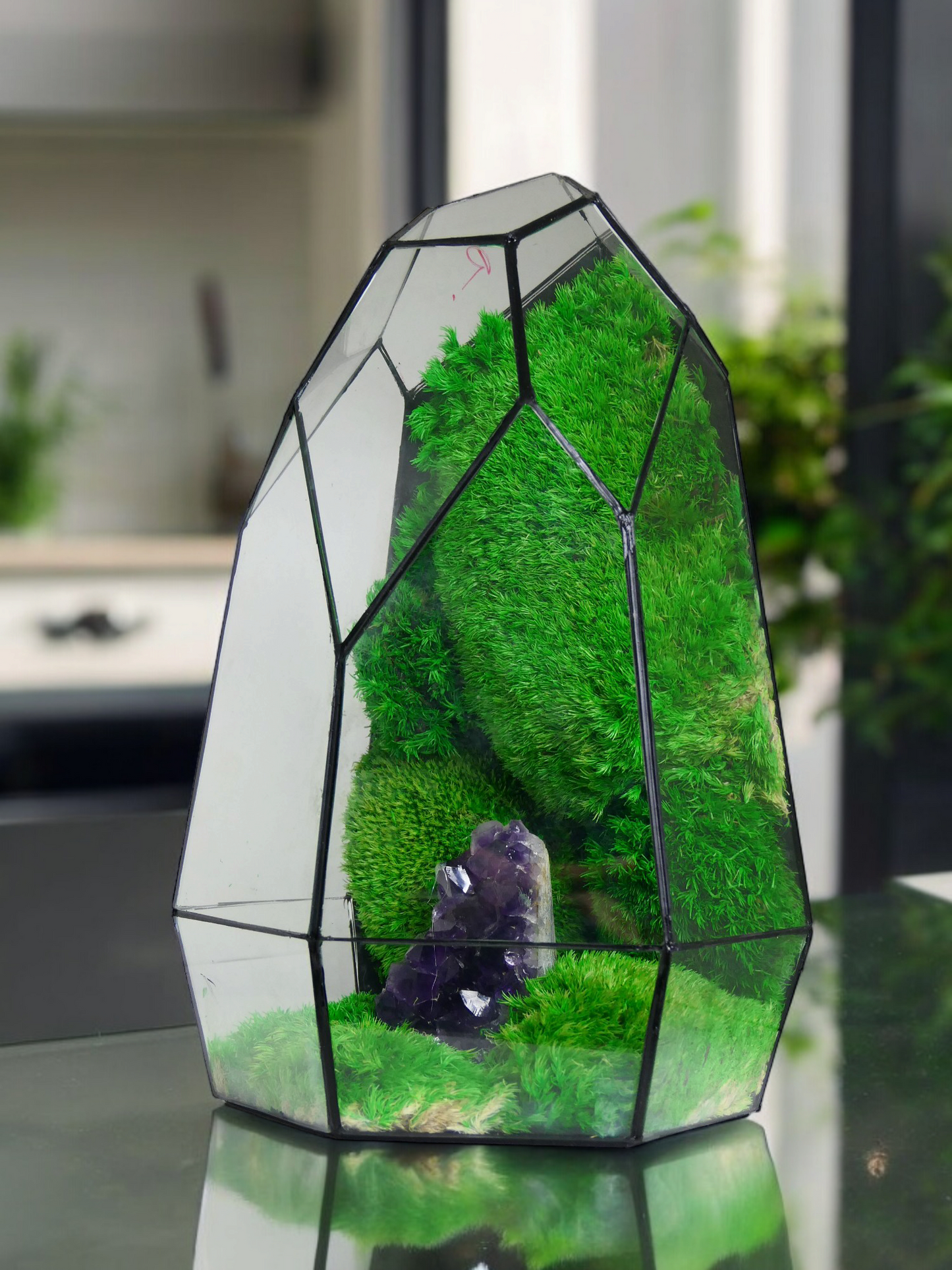 Terrarium A7 🌱 terrario di vetro terrario piante terrario