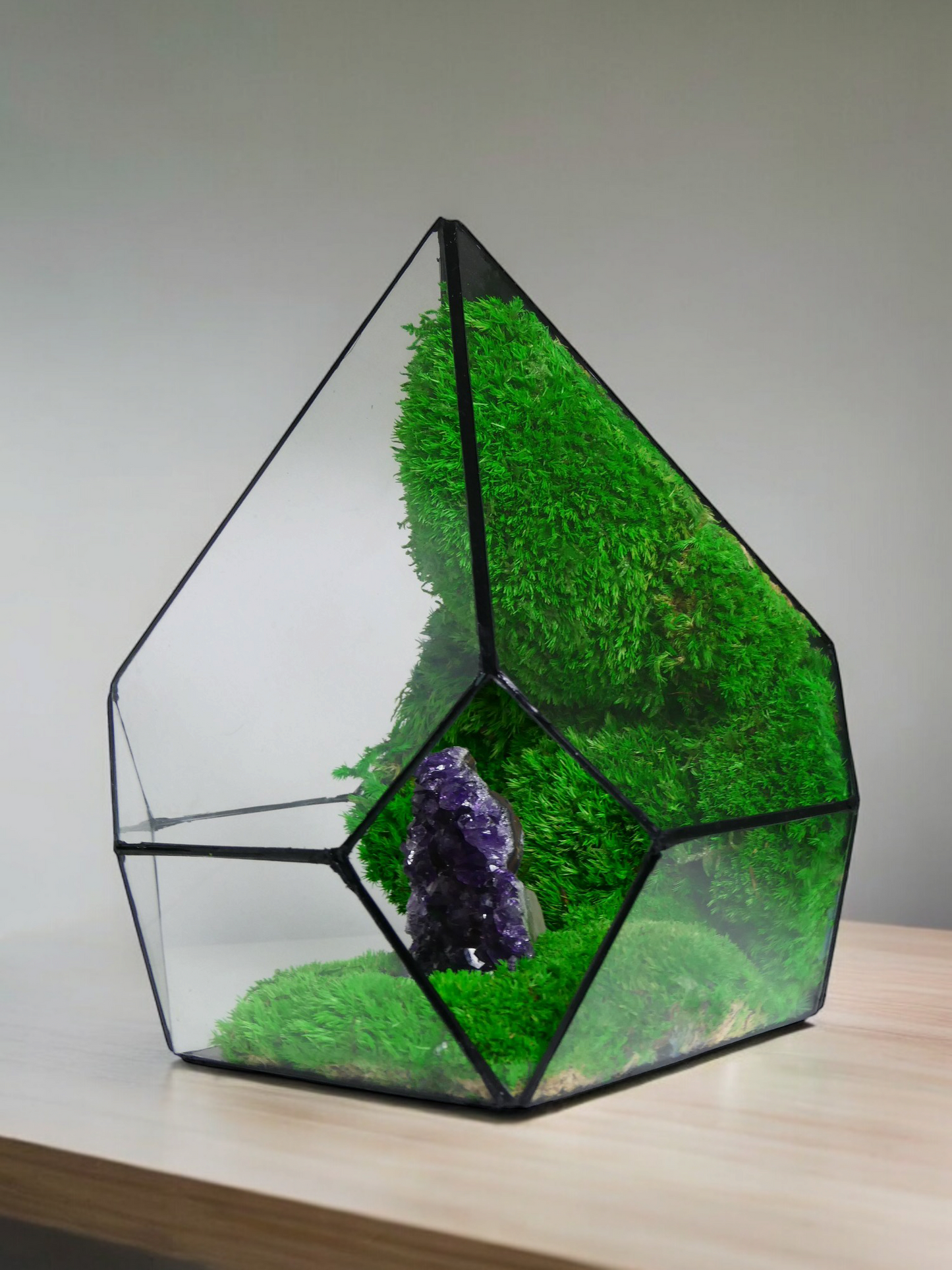 Terrarium A19 🌱 terrario di vetro terrario piante terrario
