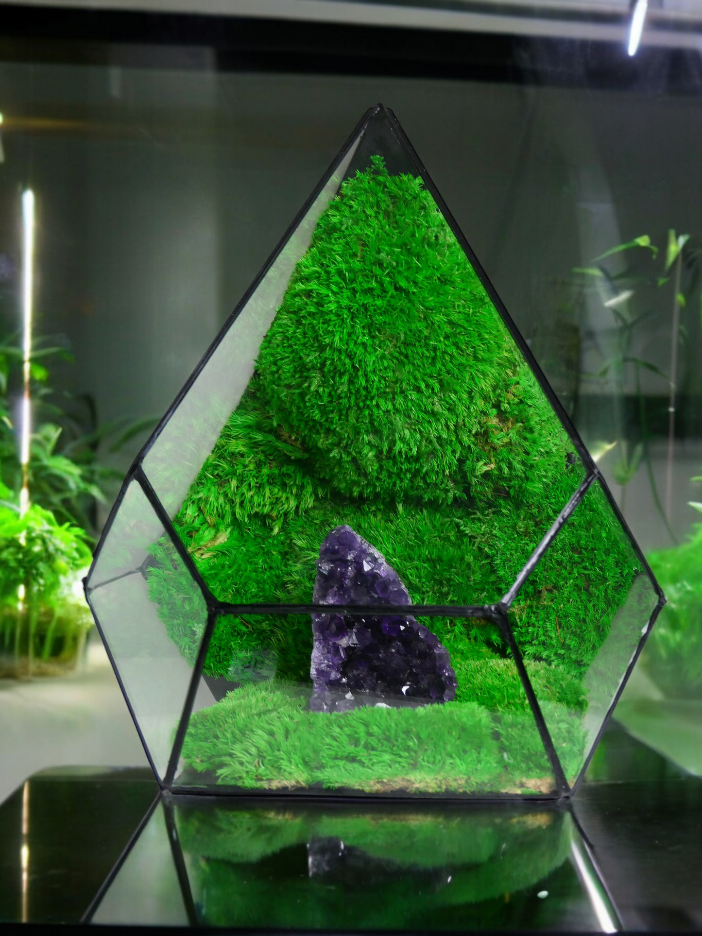 Terrarium A19 🌱 terrario di vetro terrario piante terrario