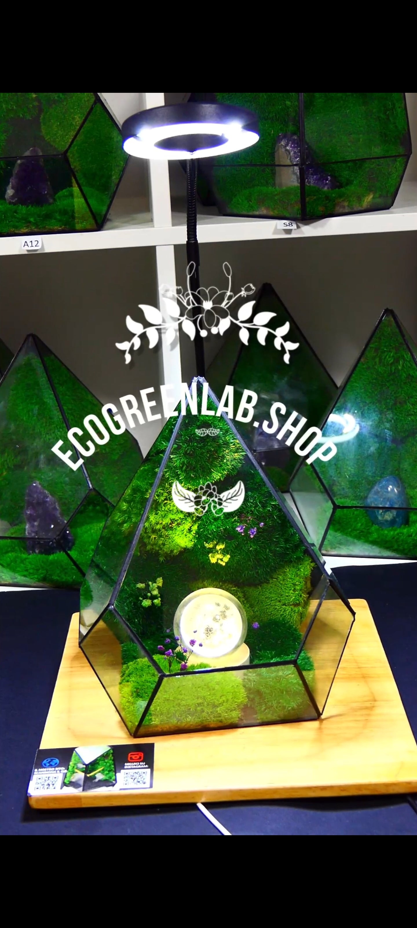 Terrarium T-110 🌱 terrario di vetro terrario piante terrario