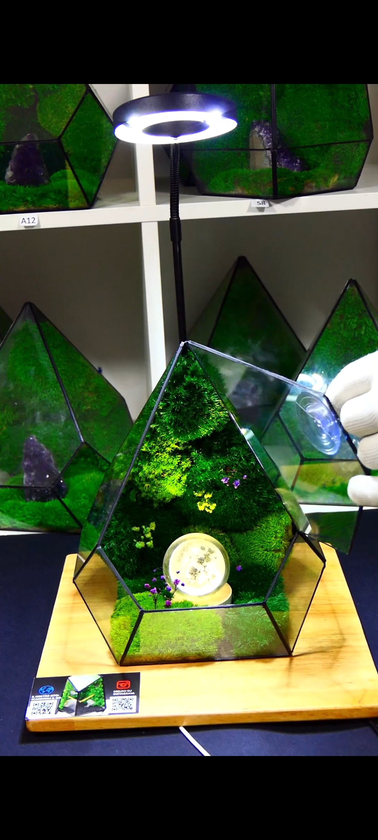 Terrarium T-110 🌱 terrario di vetro terrario piante terrario