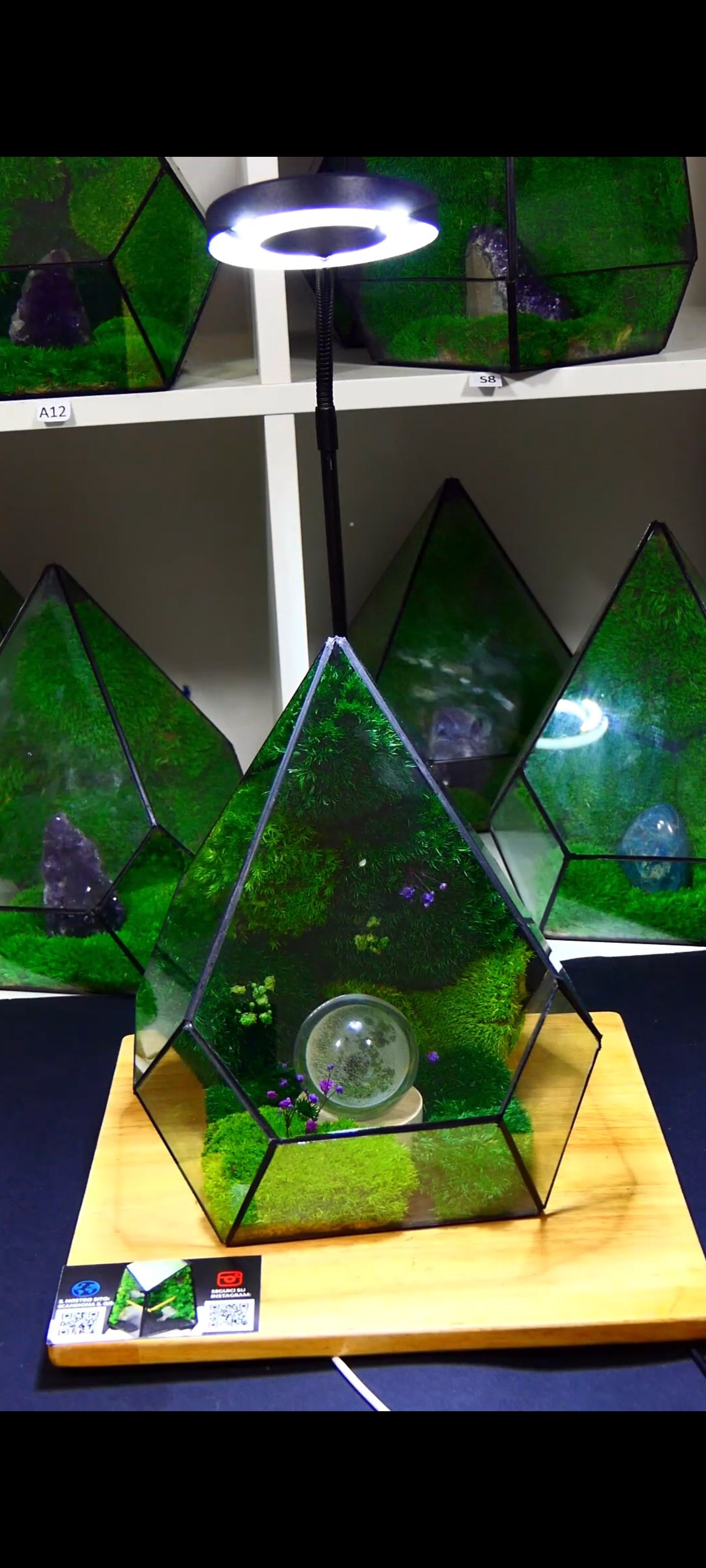 Terrarium T-110 🌱 terrario di vetro terrario piante terrario