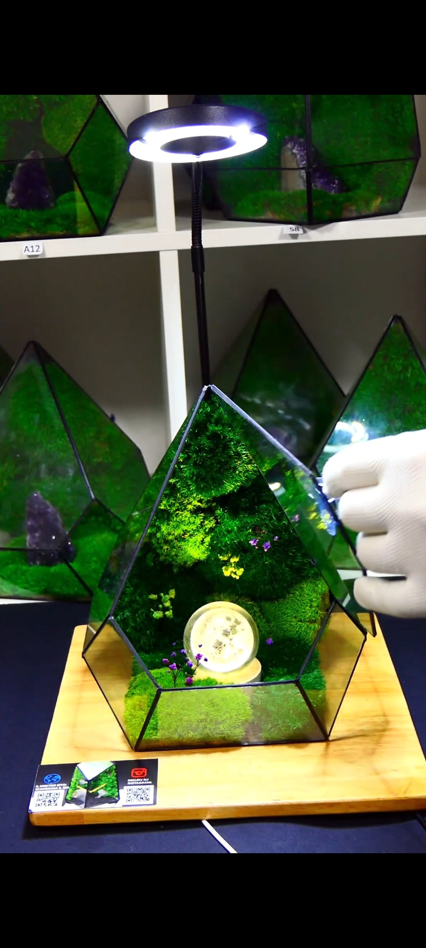 Terrarium T-110 🌱 terrario di vetro terrario piante terrario