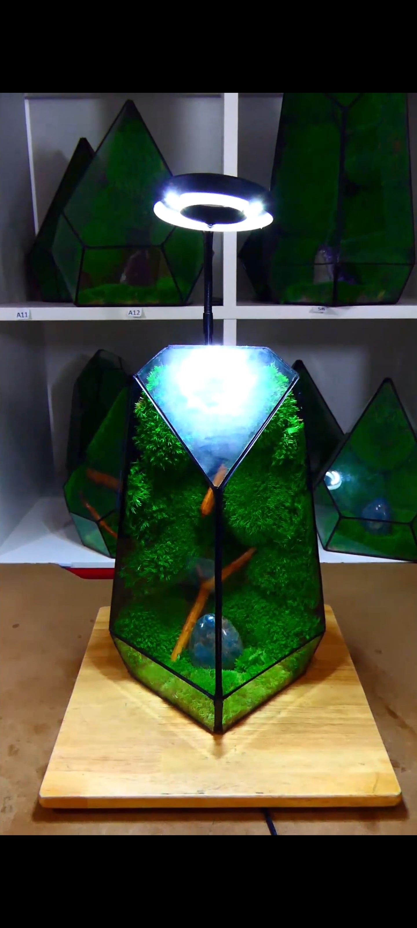 Terrarium P1🌱 terrario di vetro terrario piante terrario
