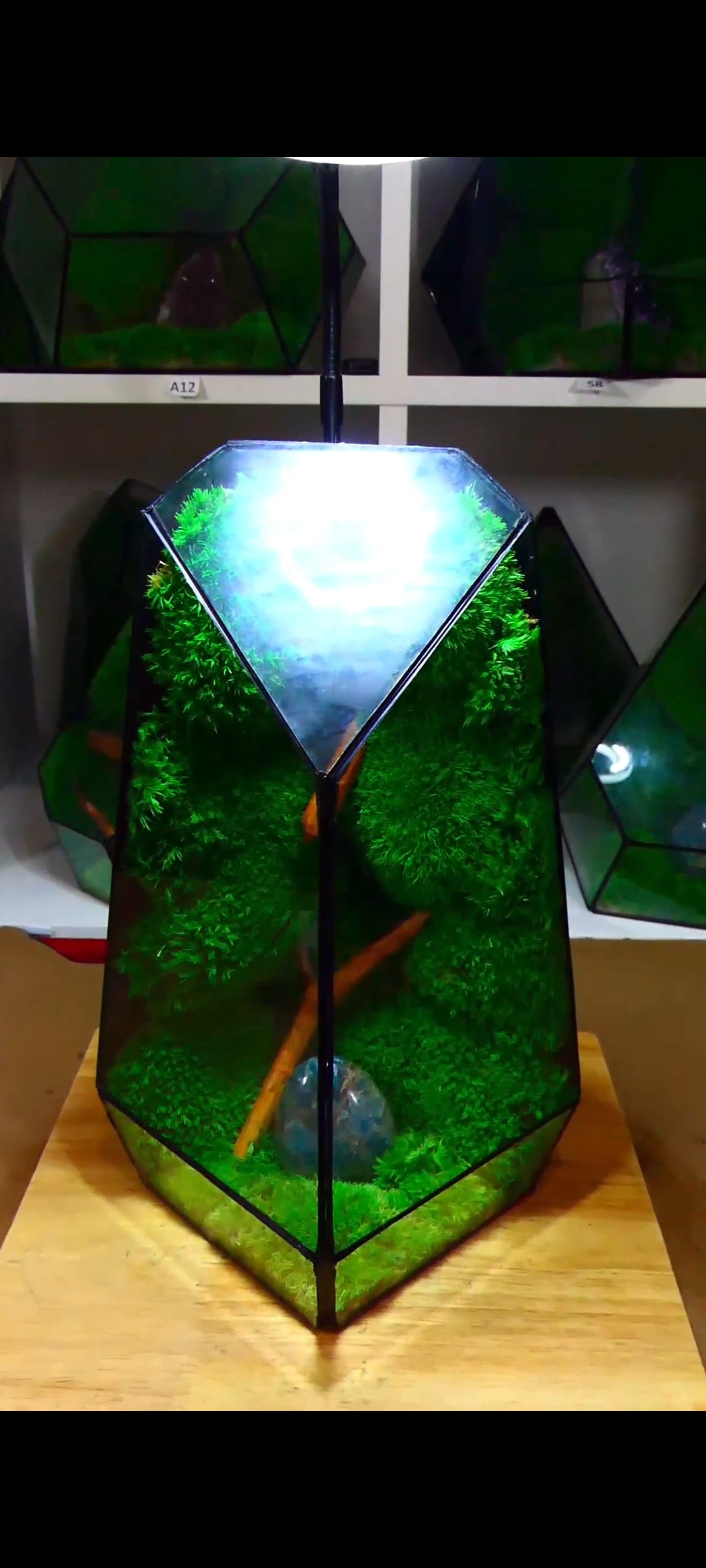 Terrarium P1🌱 terrario di vetro terrario piante terrario