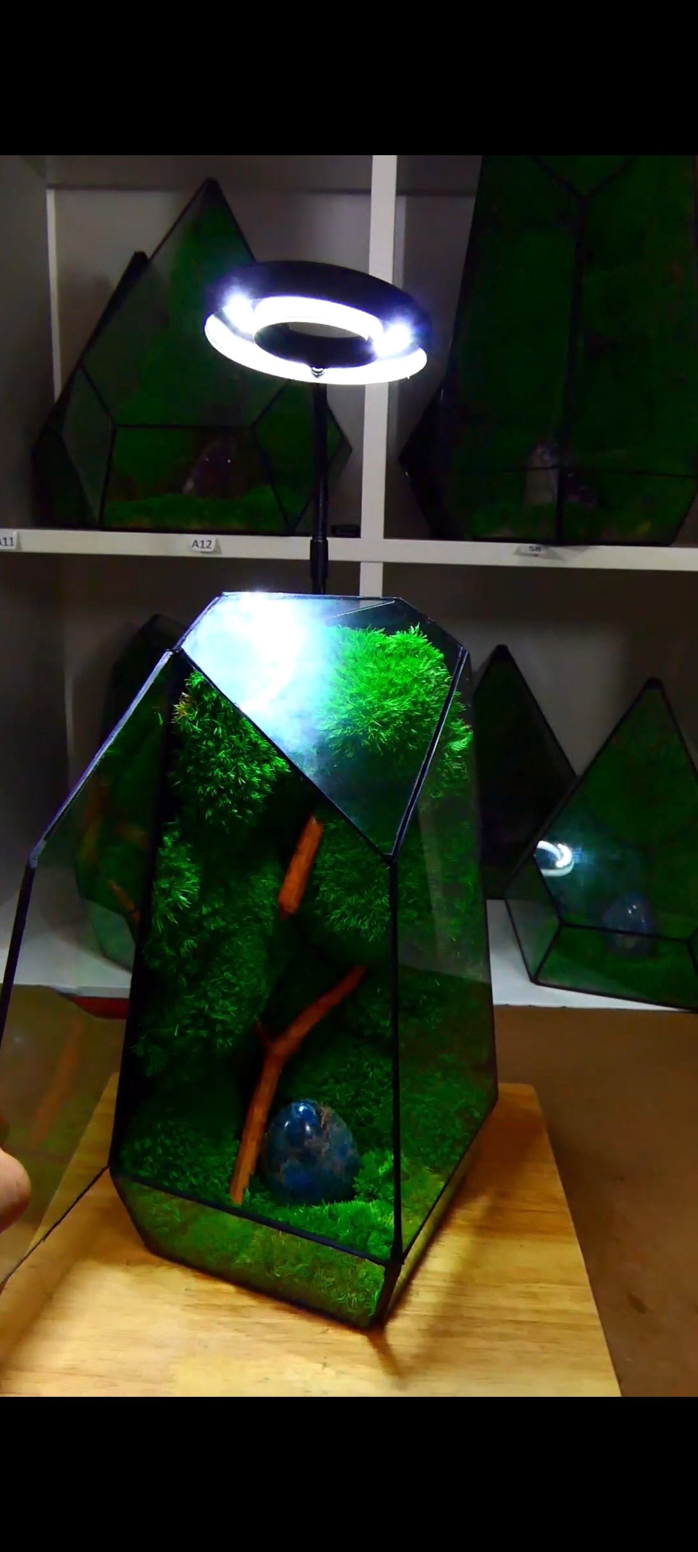 Terrarium P1🌱 terrario di vetro terrario piante terrario