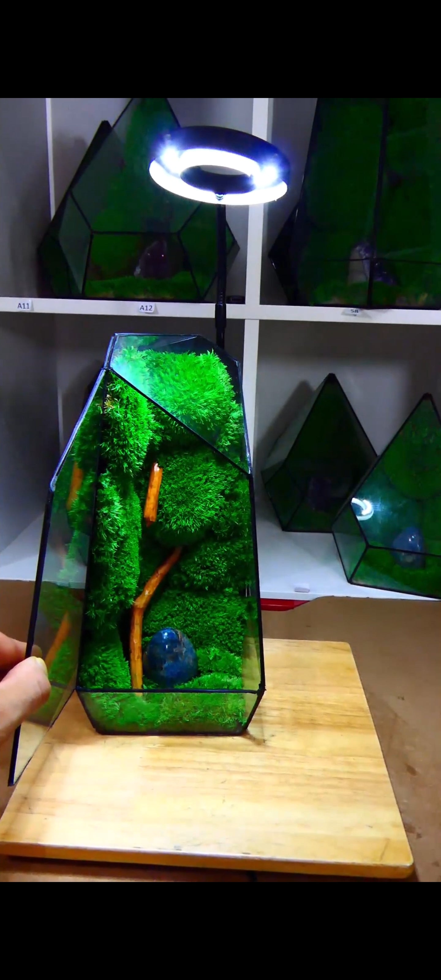 Terrarium P1🌱 terrario di vetro terrario piante terrario
