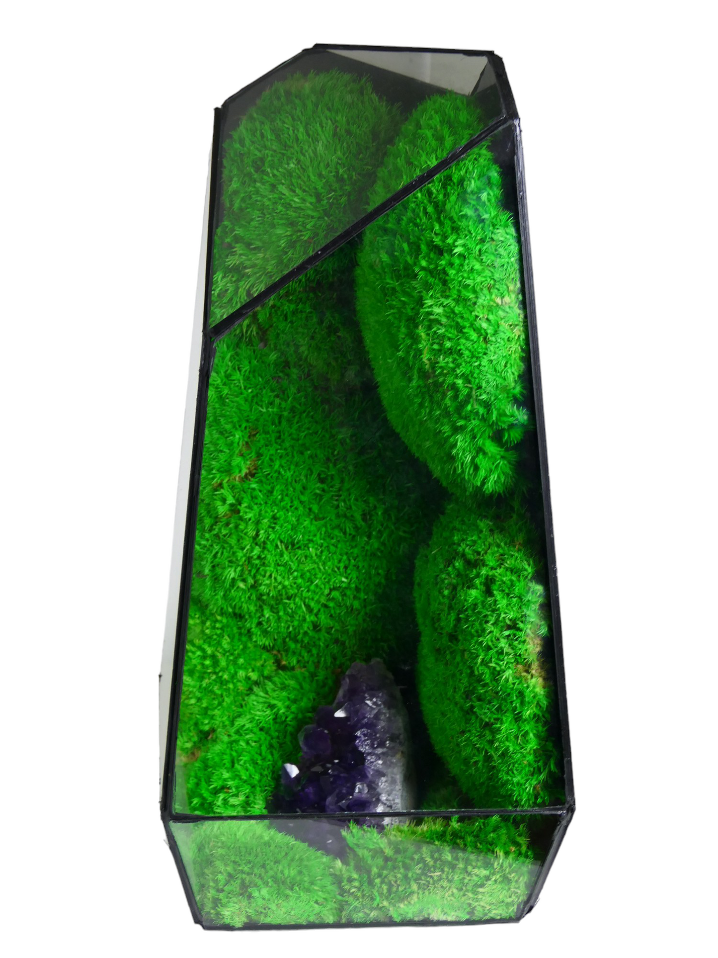Terrarium A5 🌱 terrario di vetro terrario piante terrario
