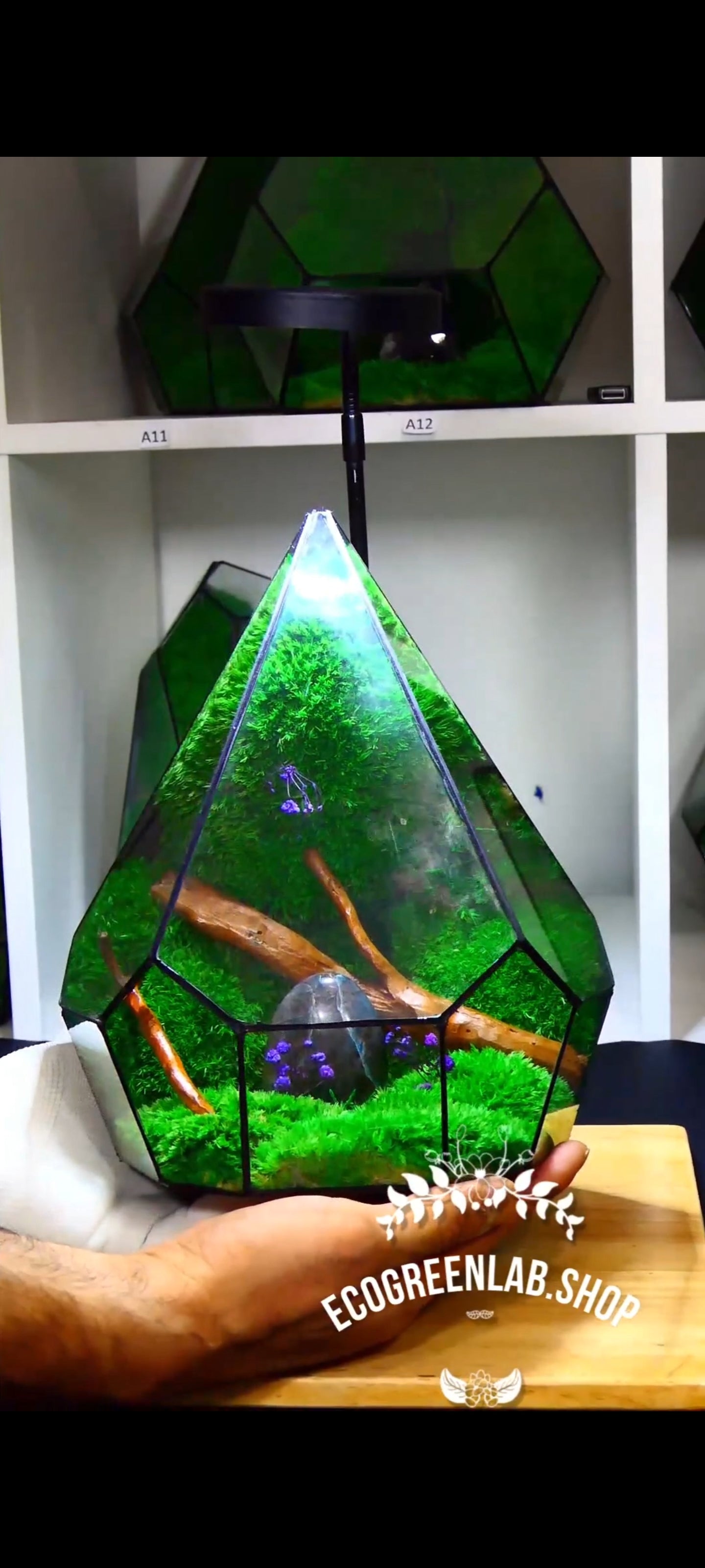 Terrarium P6🌱 terrario di vetro terrario piante terrario