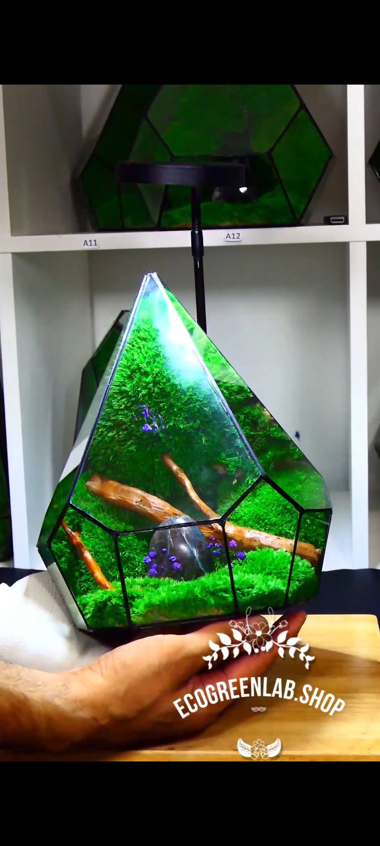 Terrarium P6🌱 terrario di vetro terrario piante terrario